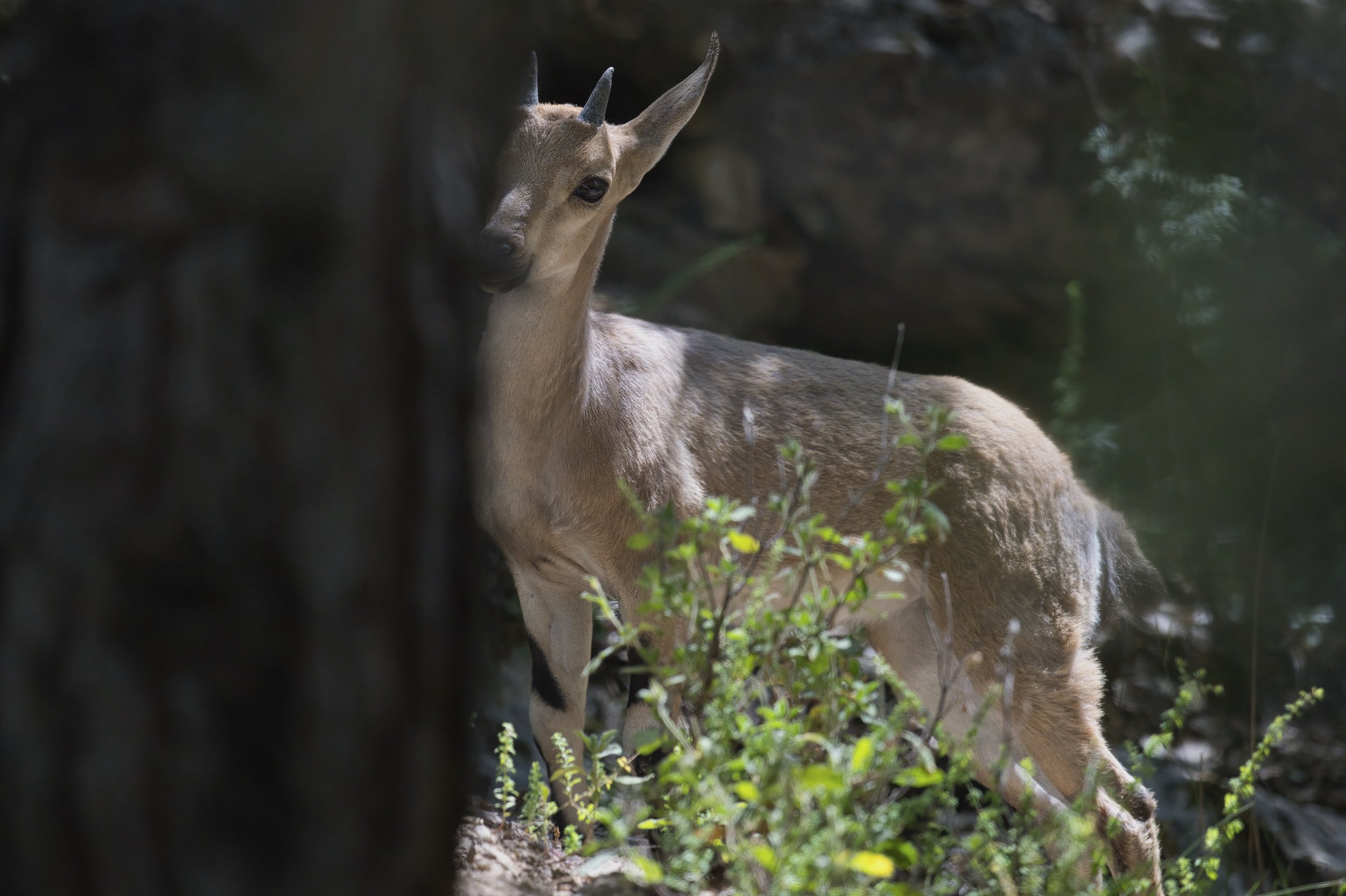 Nubian Ibex (Capra nubiana)