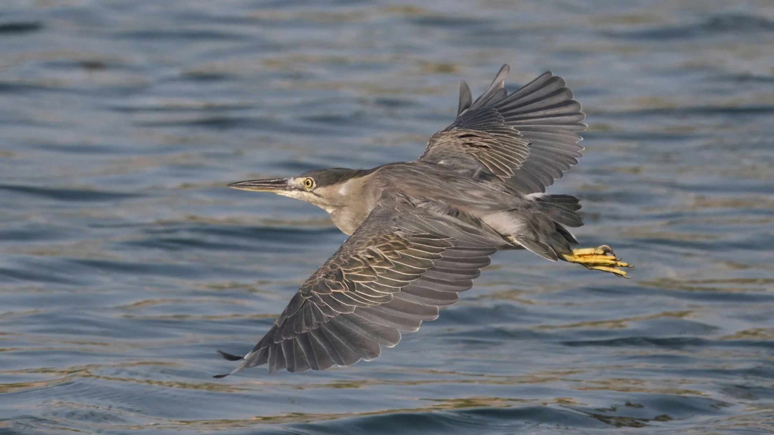Z09_5939-Striated Heron.jpg