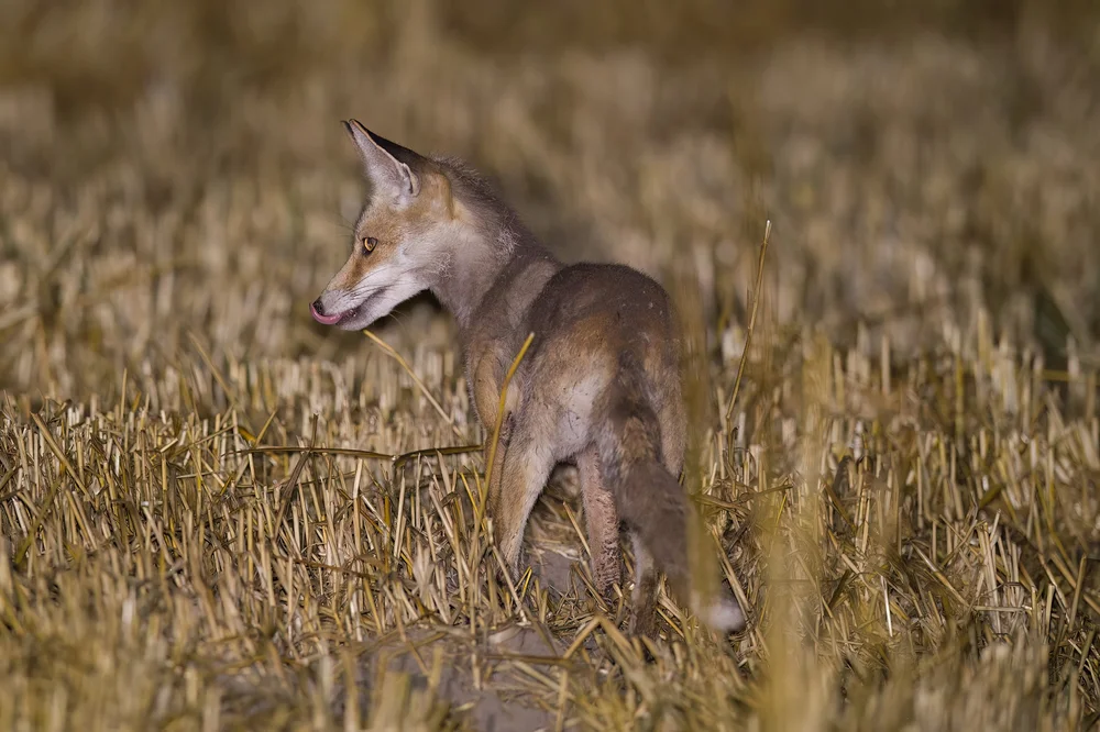 Red Fox Lebanon