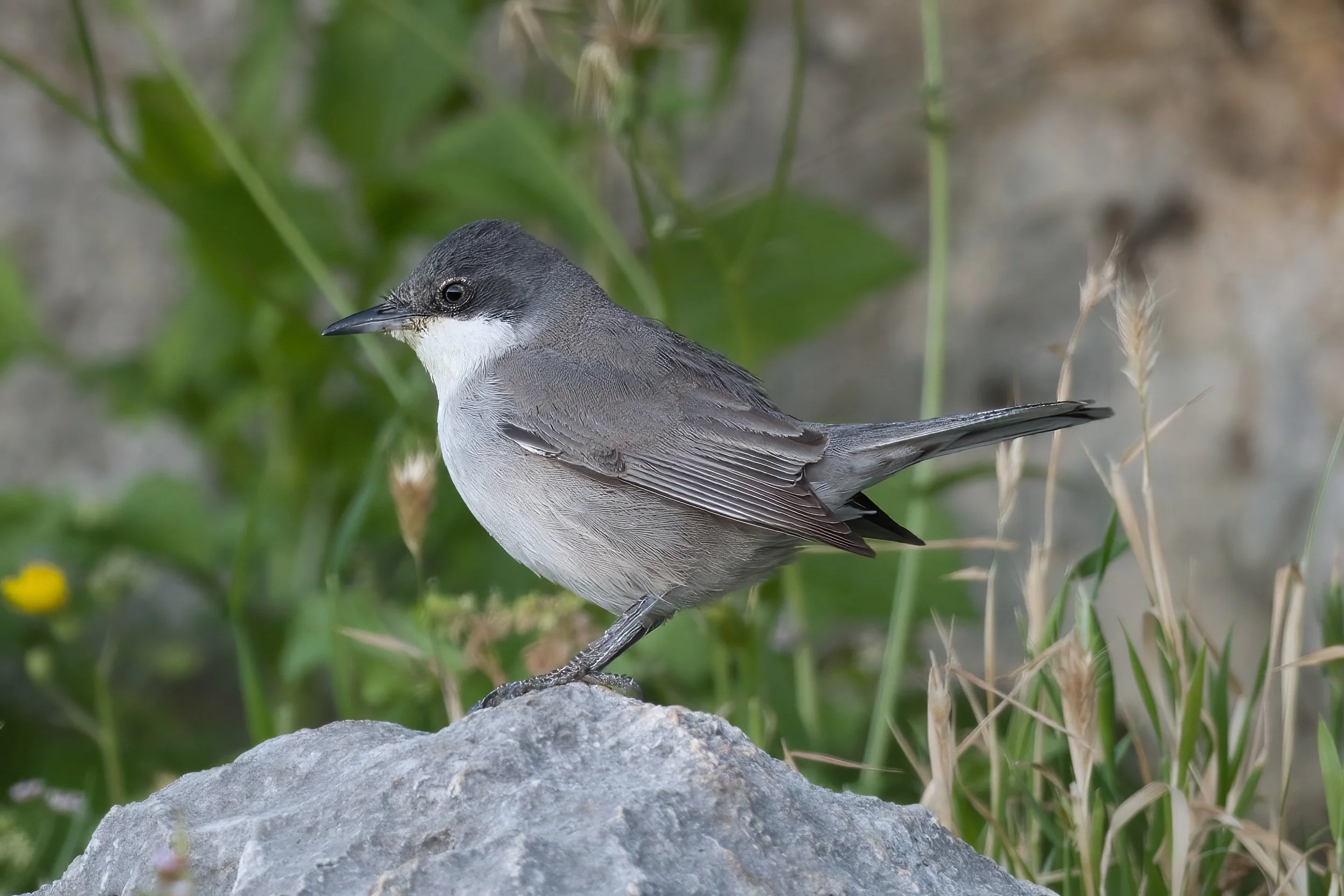 A gray and white bird perched on a rock among green plants and dried grass.