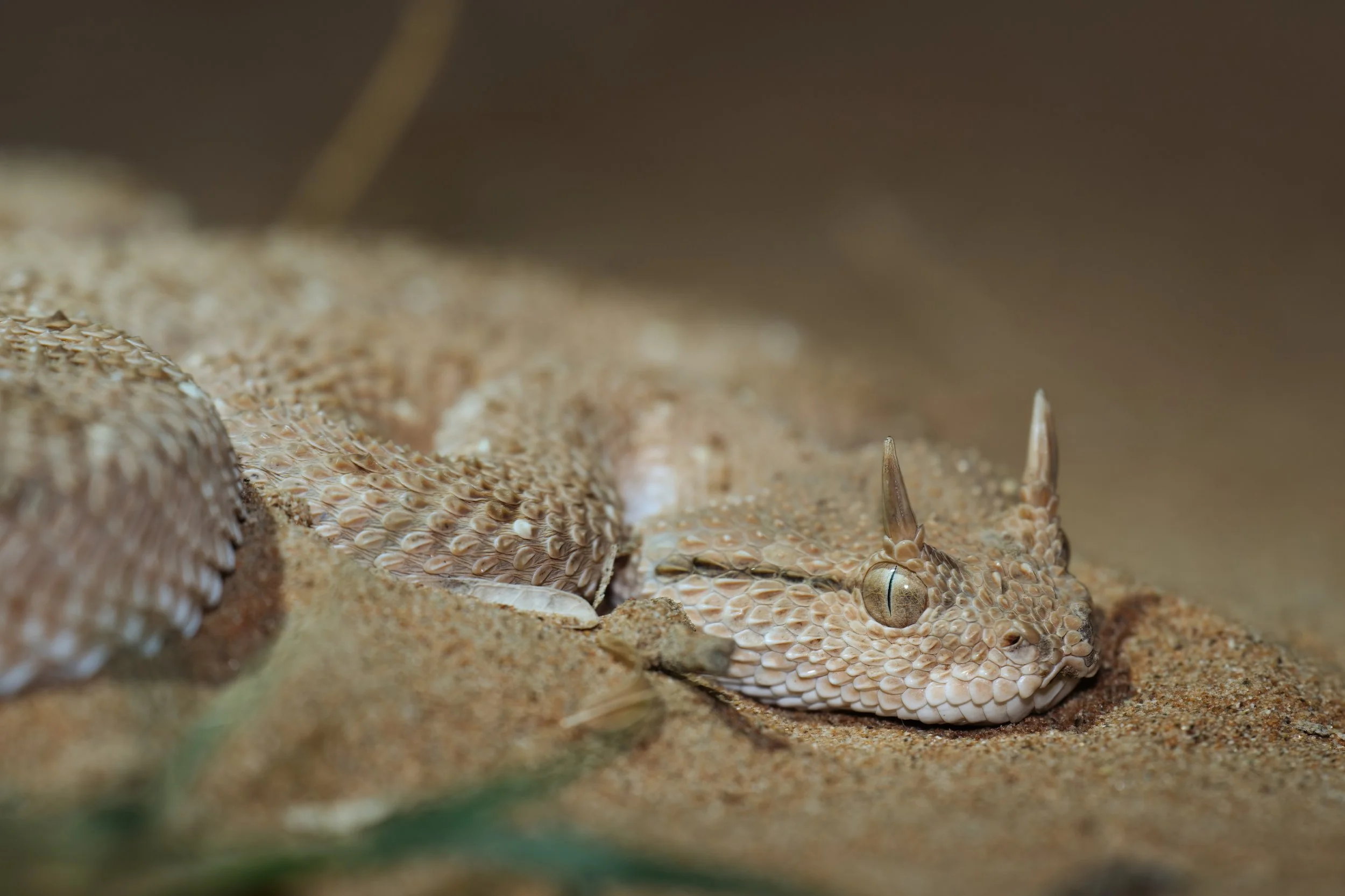 Arabian Horned Viper_Z090583.jpeg