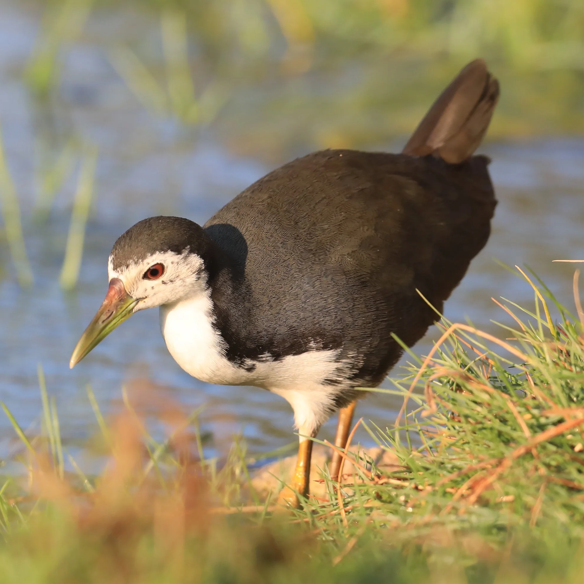 White-breasted Waterhen \ Amaurornis phoenicurus