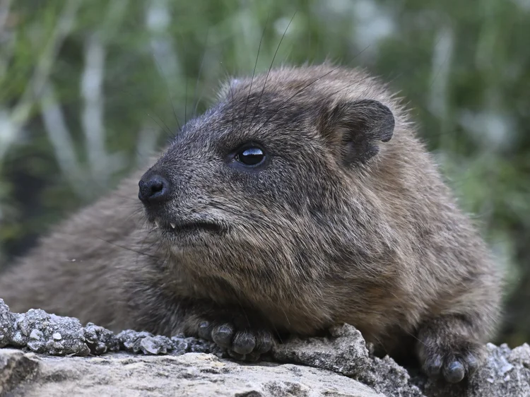 Rock hyrax on a rock