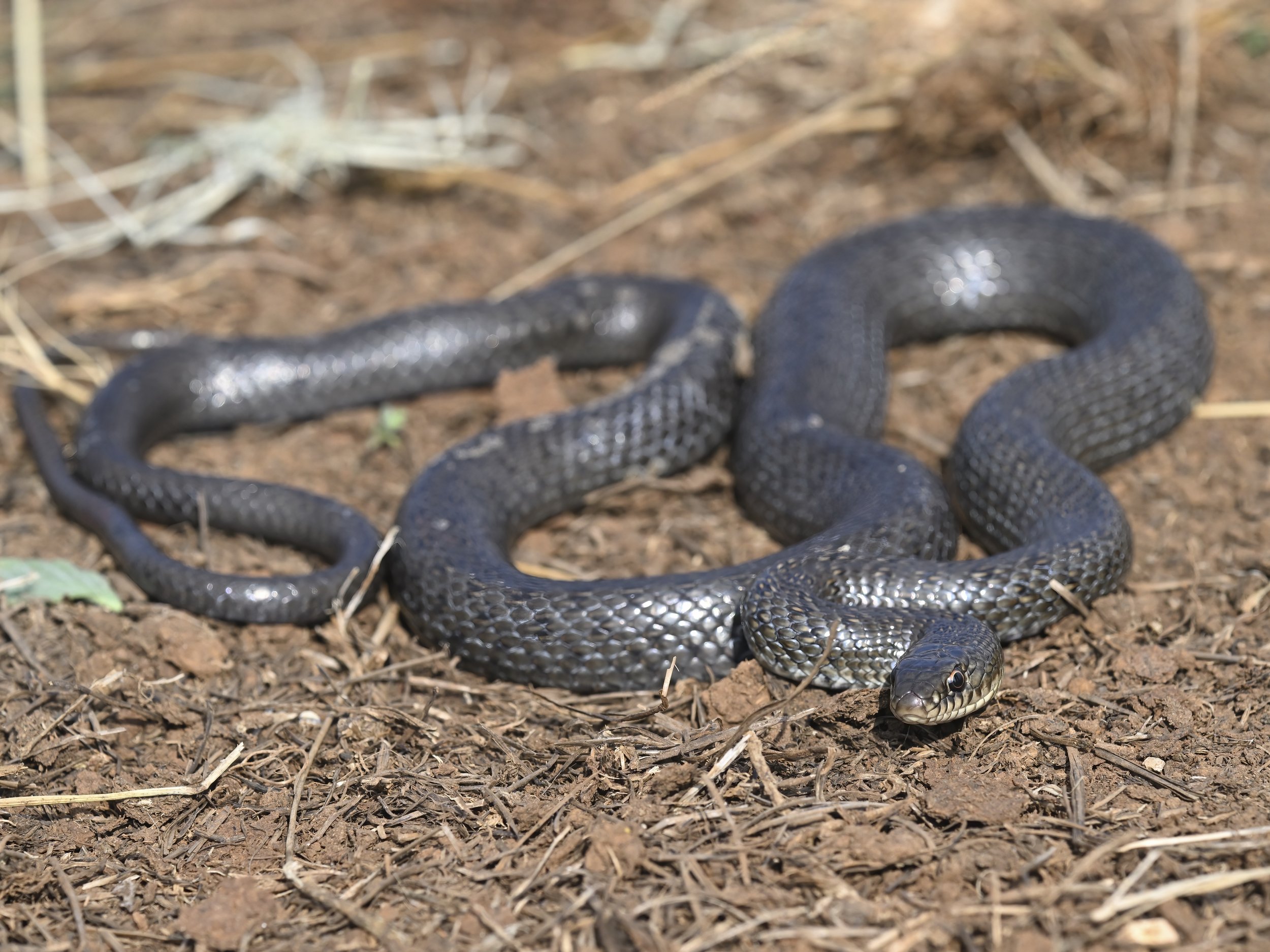 Juvenile Large Whip Snake (Dolichophis jugularis)