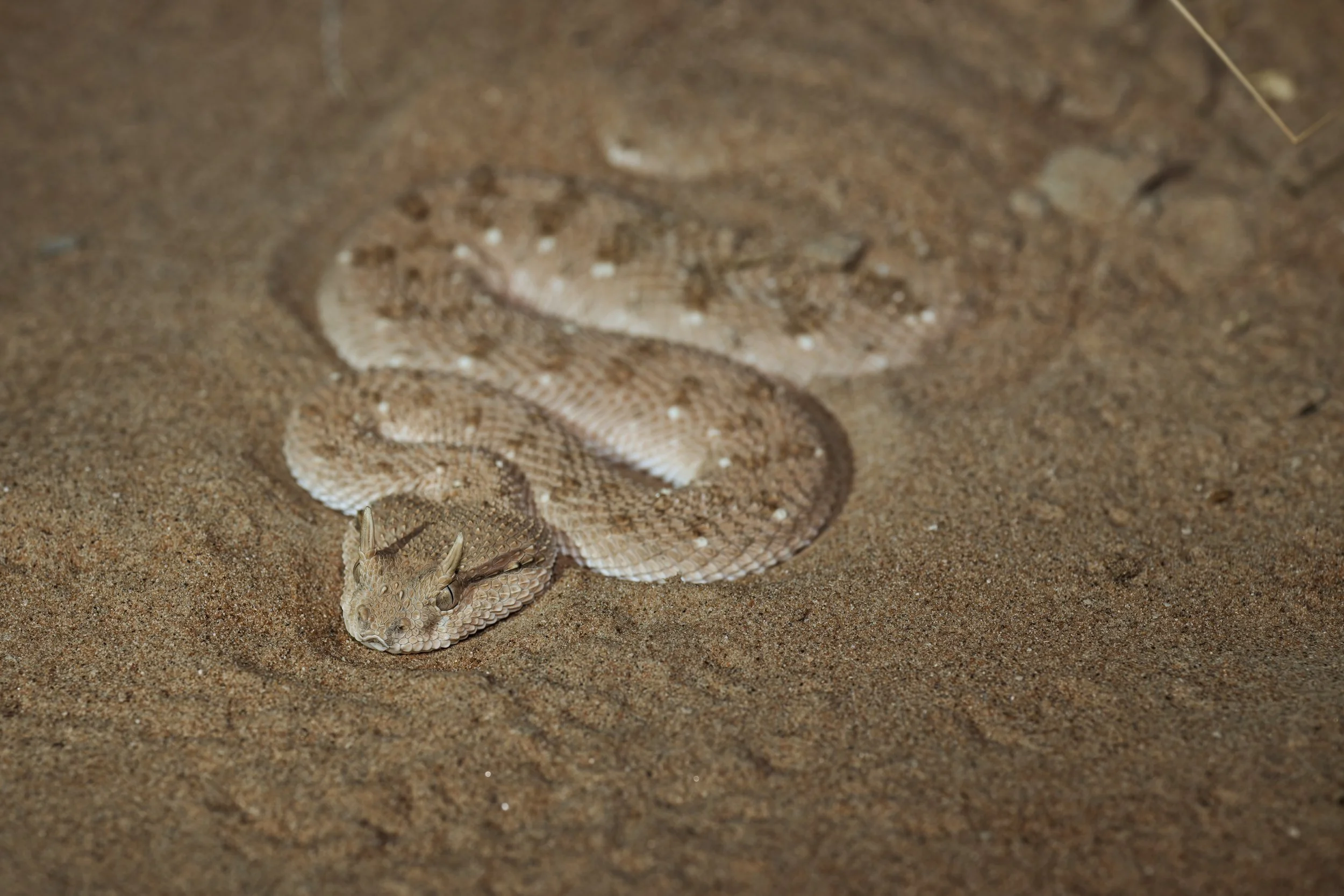 Arabian Horned Viper_Z090519.jpeg
