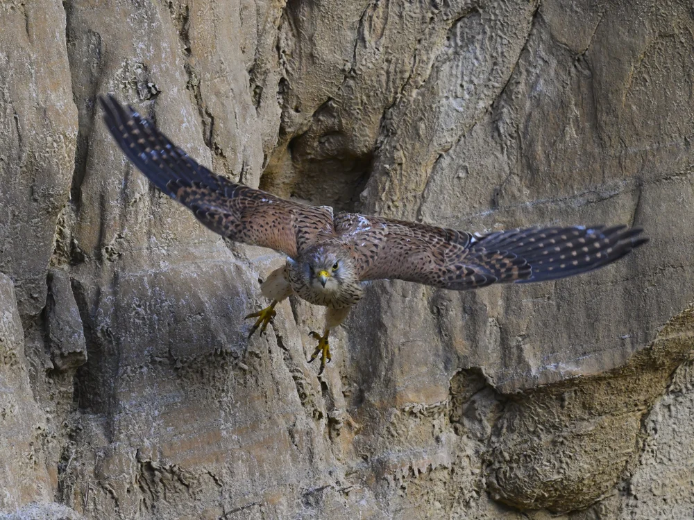 Eurasian Kestrel — best of the story
