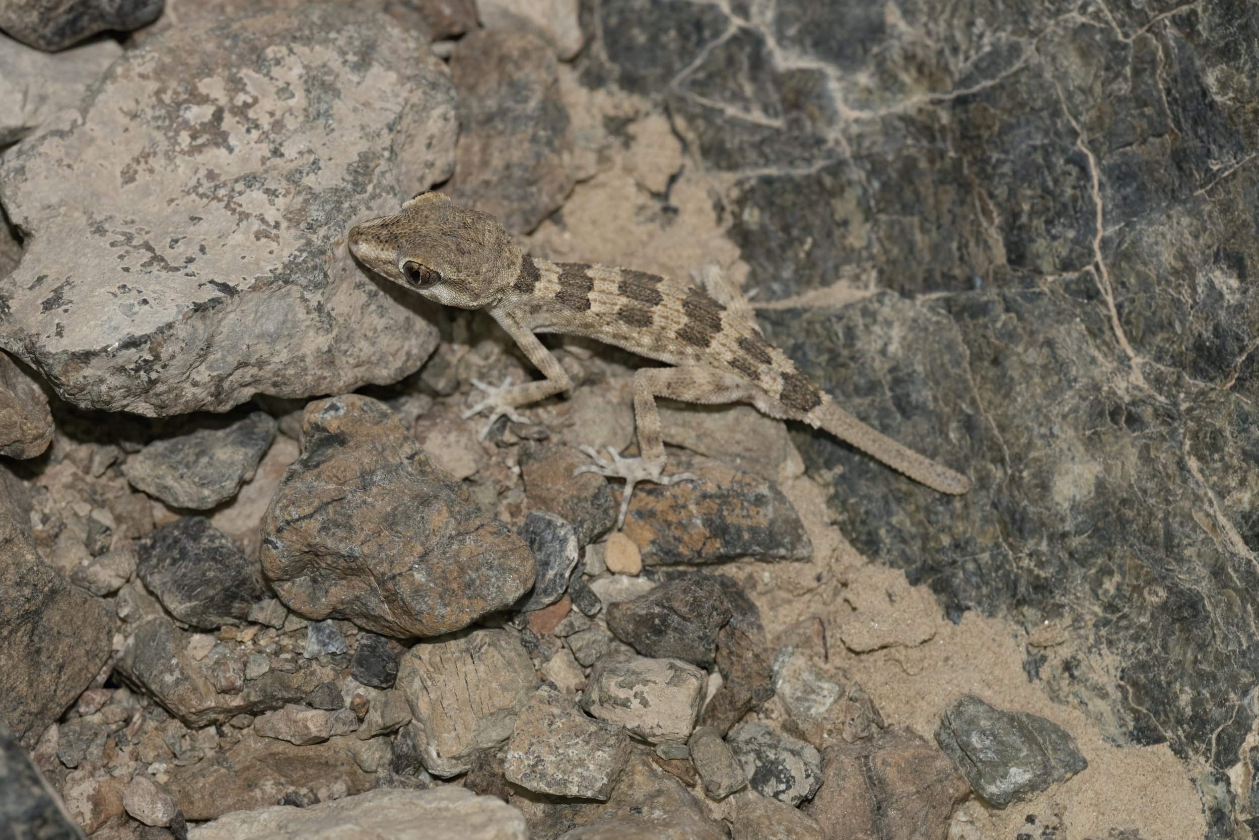 Hajar Banded Ground Gecko_Z091791.jpeg