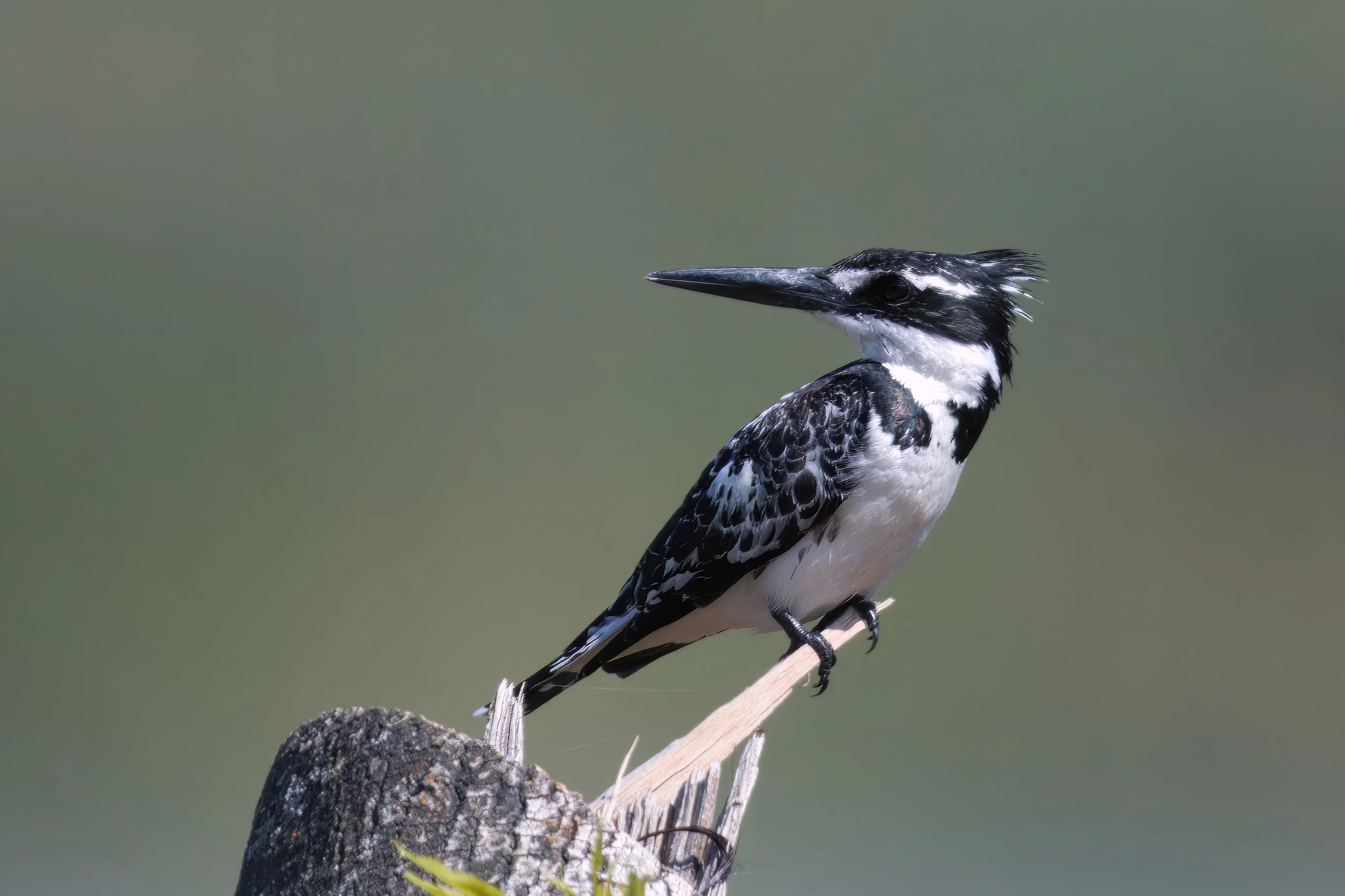 Pied Kingfisher, Lebanon West Bekaa 14-Apr