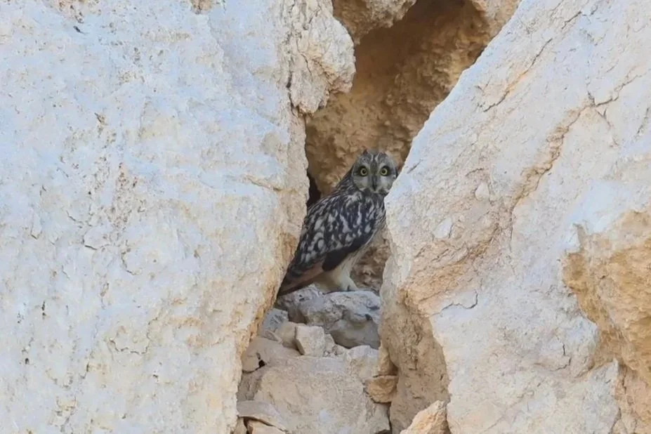 Short-eared Owl (Asio flammeus)