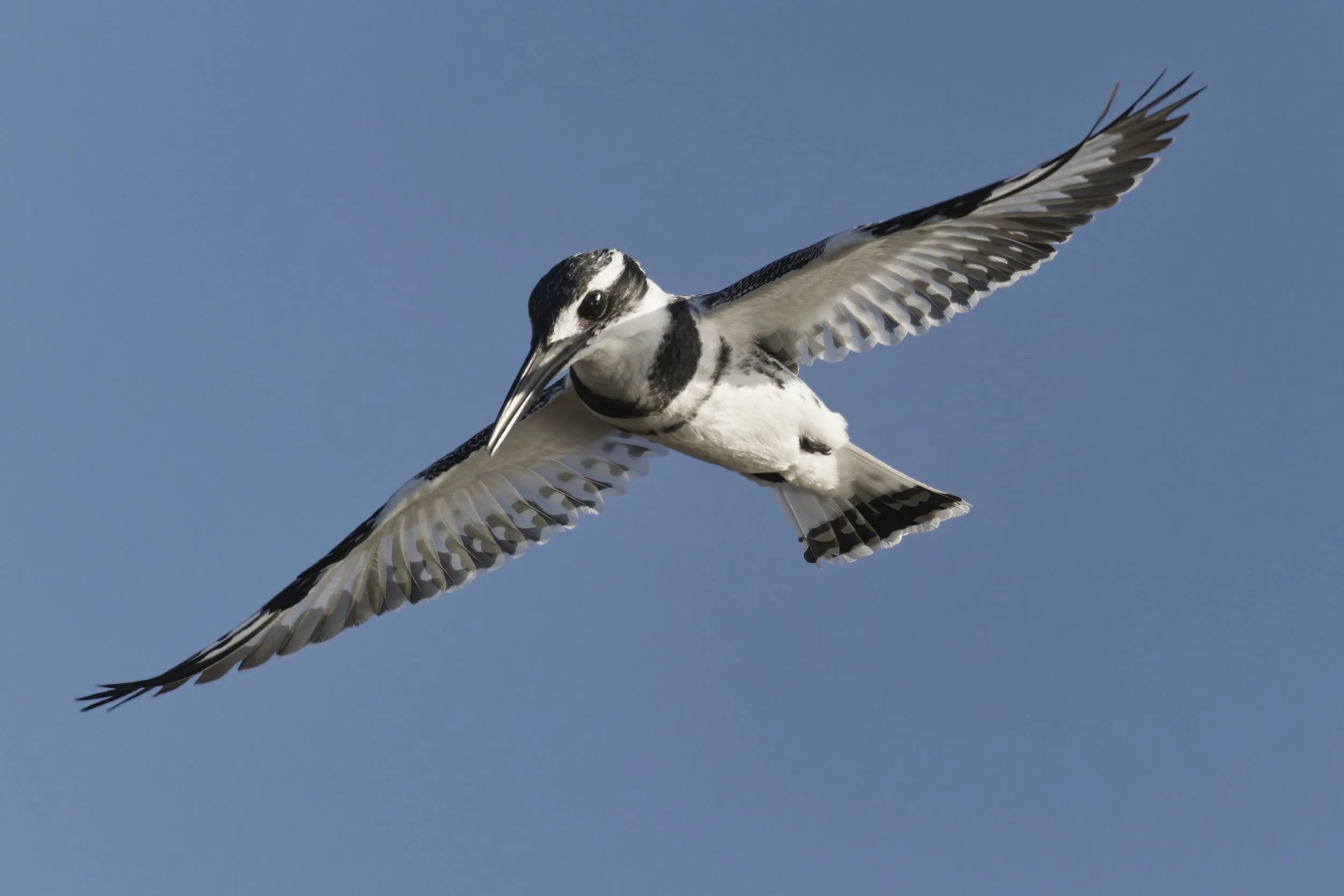 Best Birds watching Guide UAE