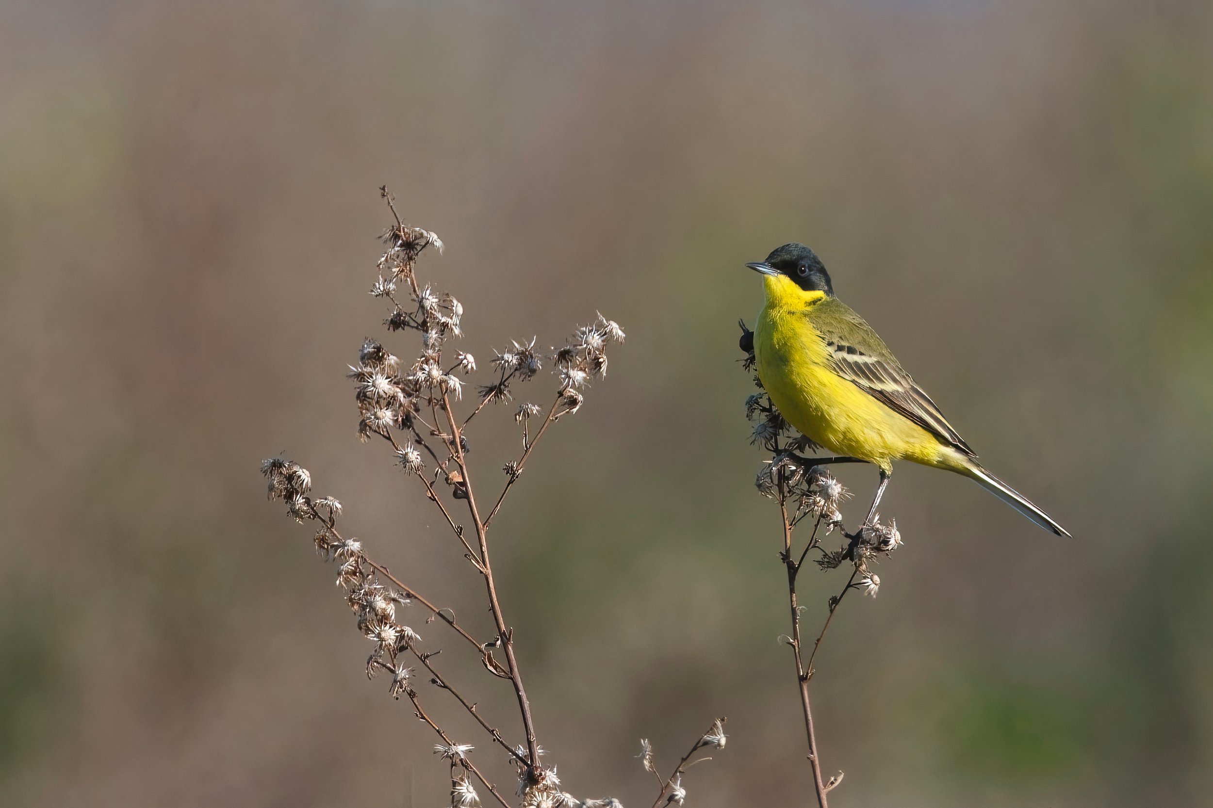 Eastern Yellow Wagtail D52_9212.jpeg