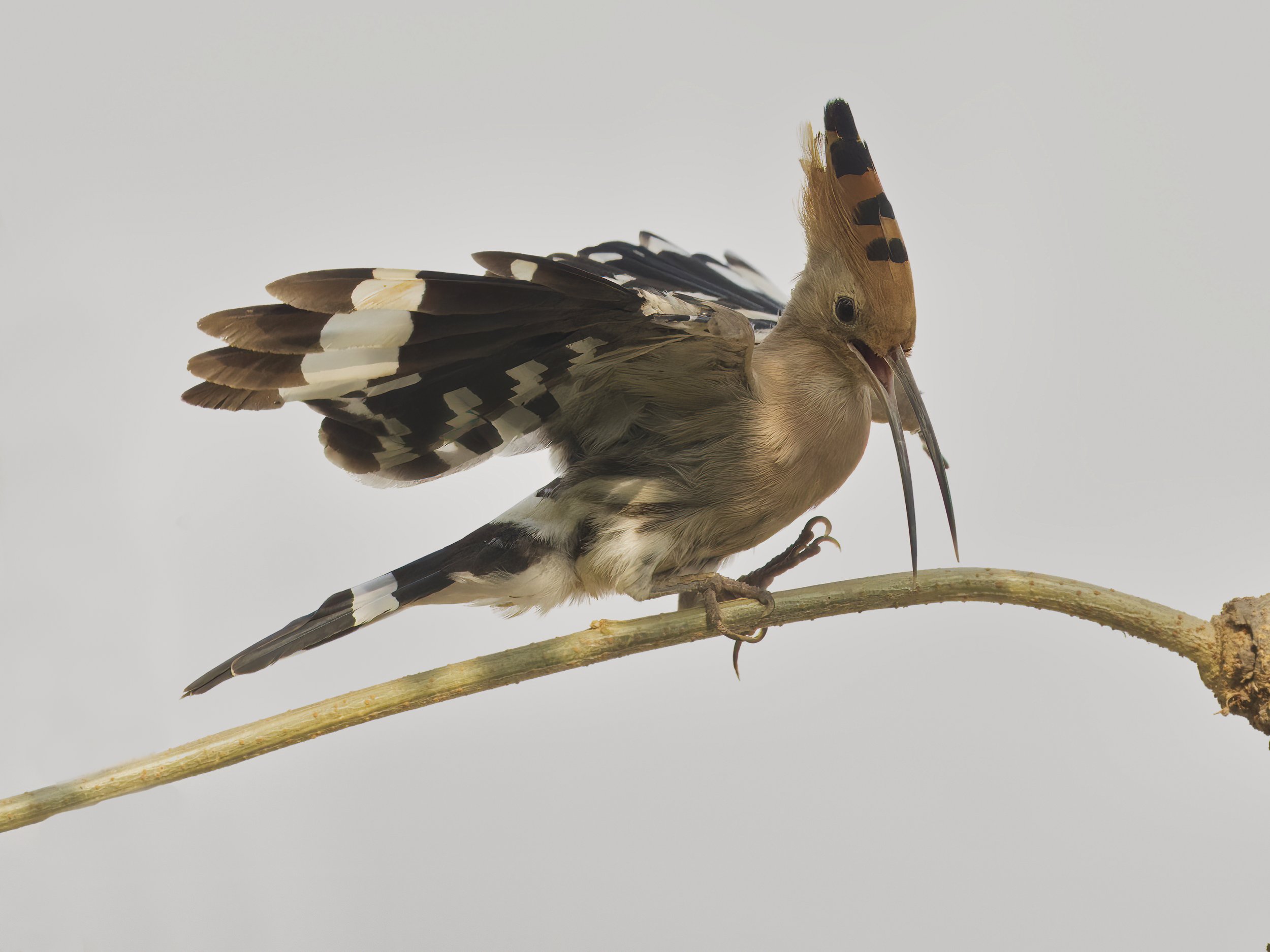 Birds United Arab Emirates UAE