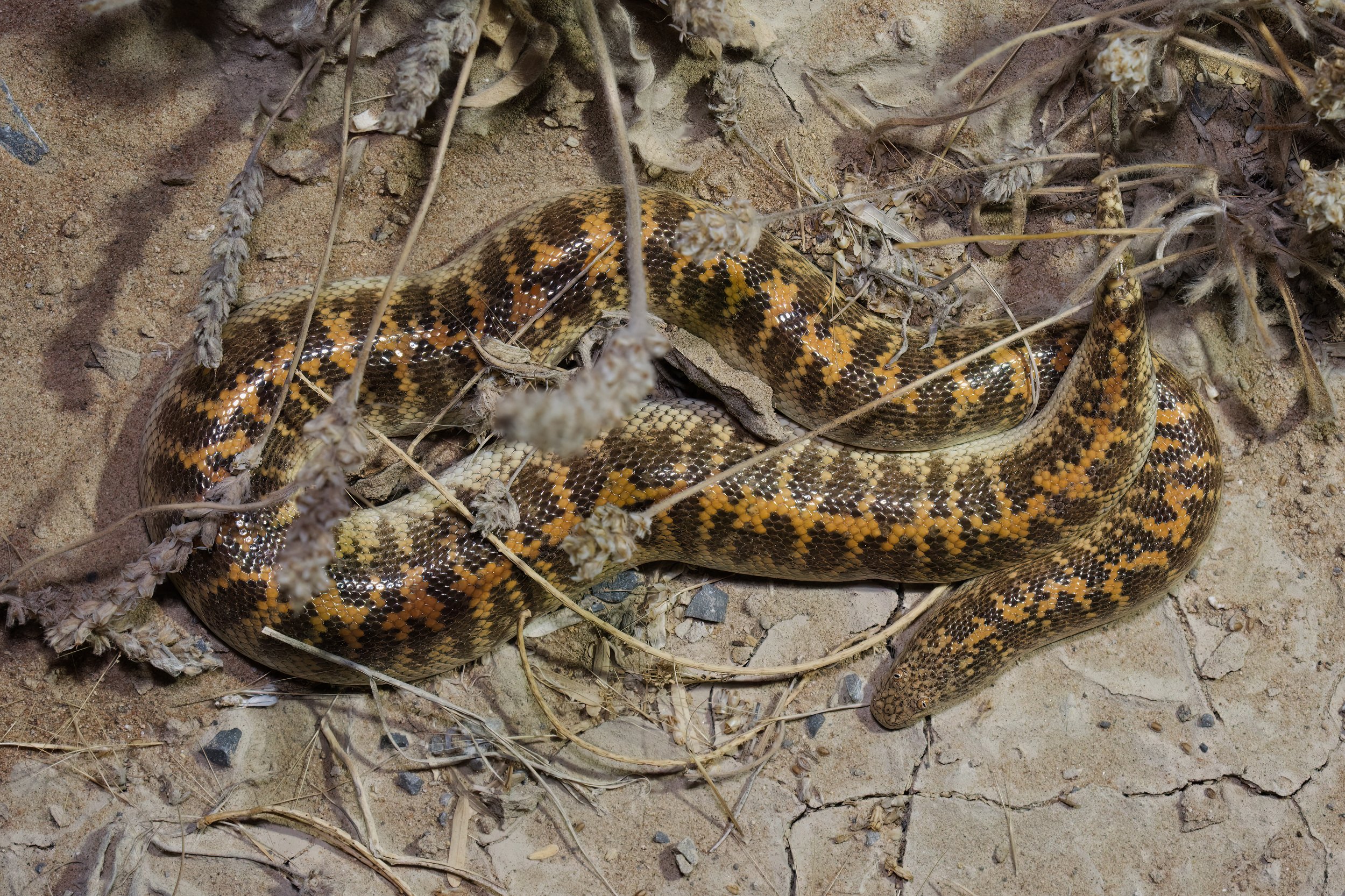 Arabian Sand Boa_Z090725.jpeg