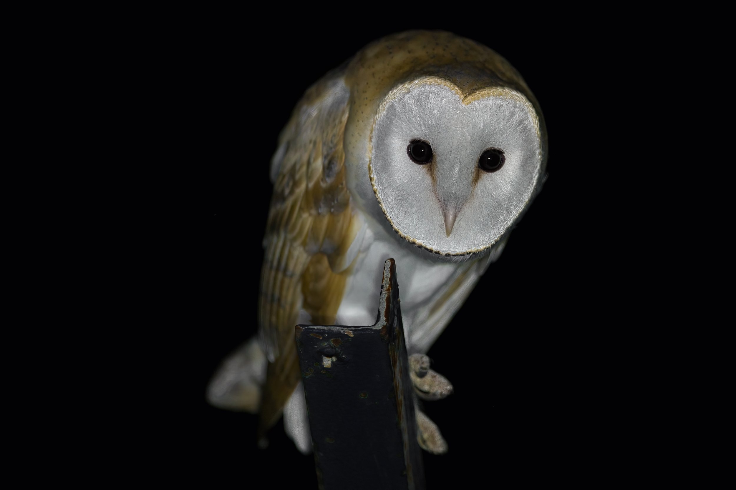 Barn Owl (Tyto alba)