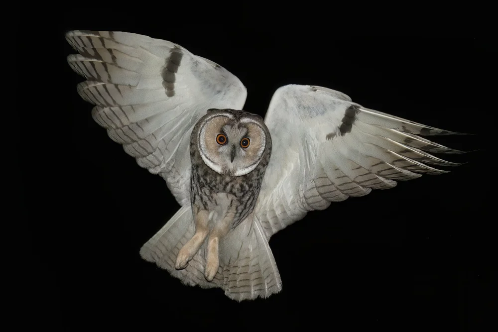 Long-eared Owl in flight, Lebanon