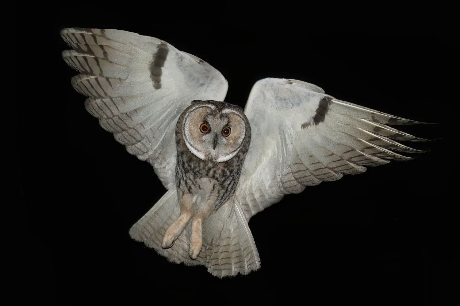 Long-eared Owl, Lebanon