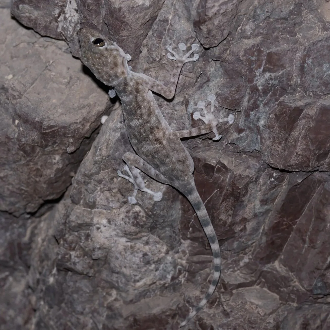 Orlov’s Fan-footed Gecko \ Ptyodactylus orlovi