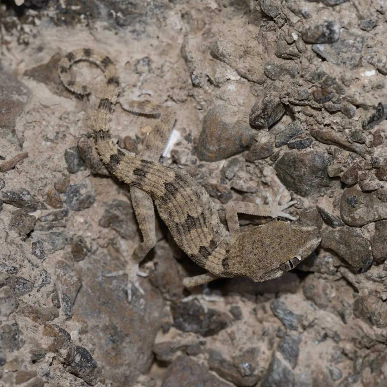 Hajar Banded Ground Gecko \ Trachydactylus hajarensis