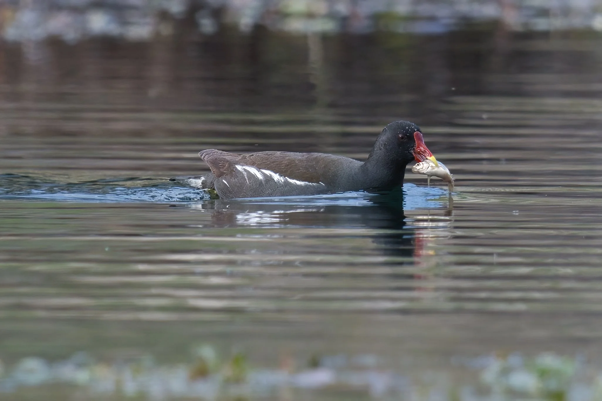 A bird with a dark body and a bright red bill holding a fish in its beak, swimming in a body of water.