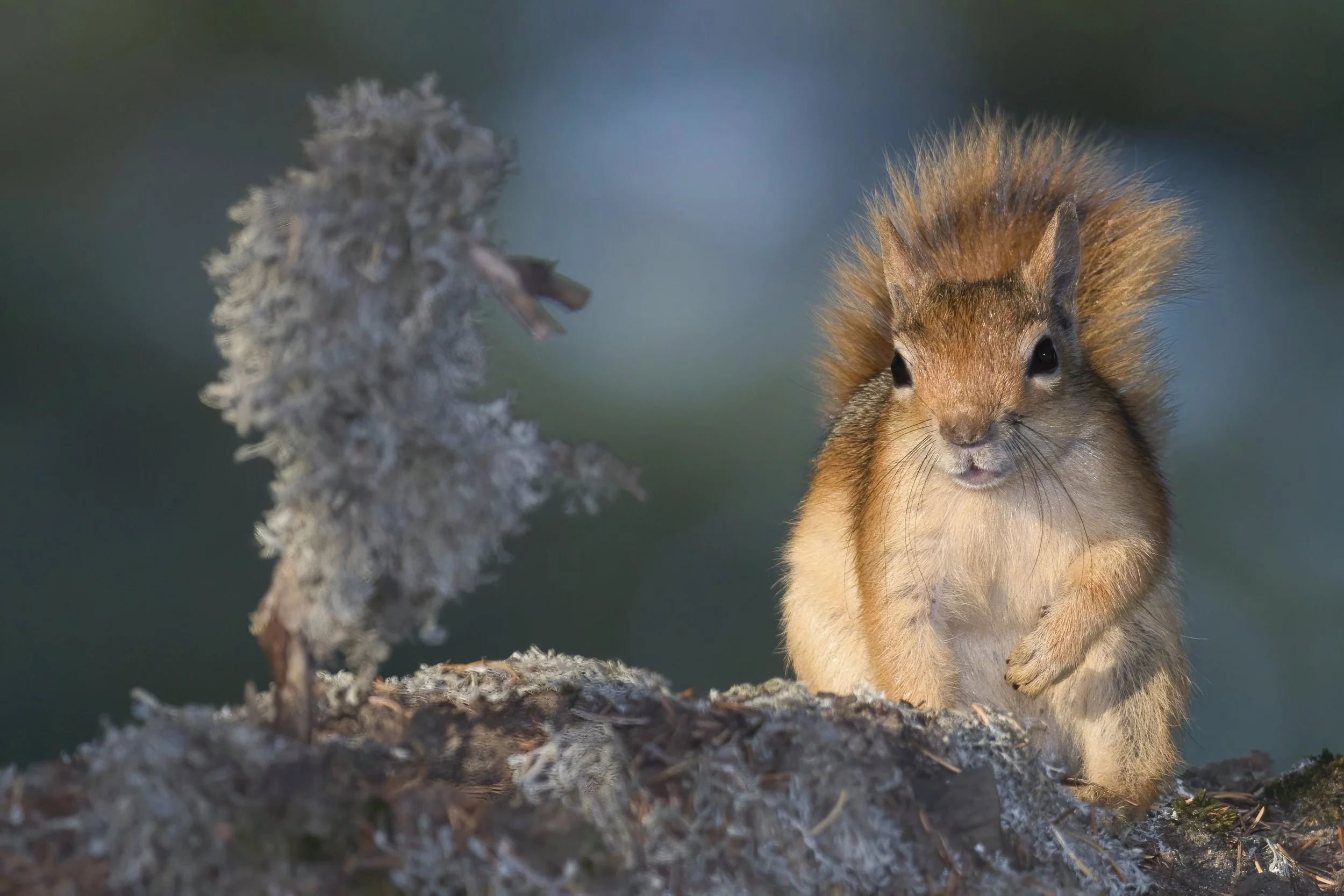 Wildlife Photography Lebanon