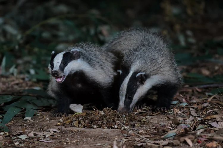 European Badger, Lebanon