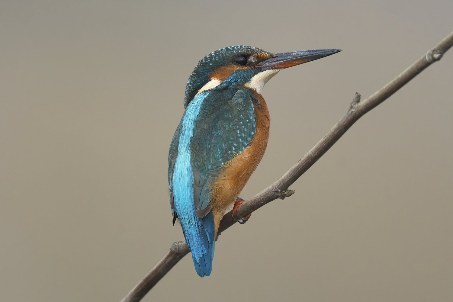 Common Kingfisher, Lebanon