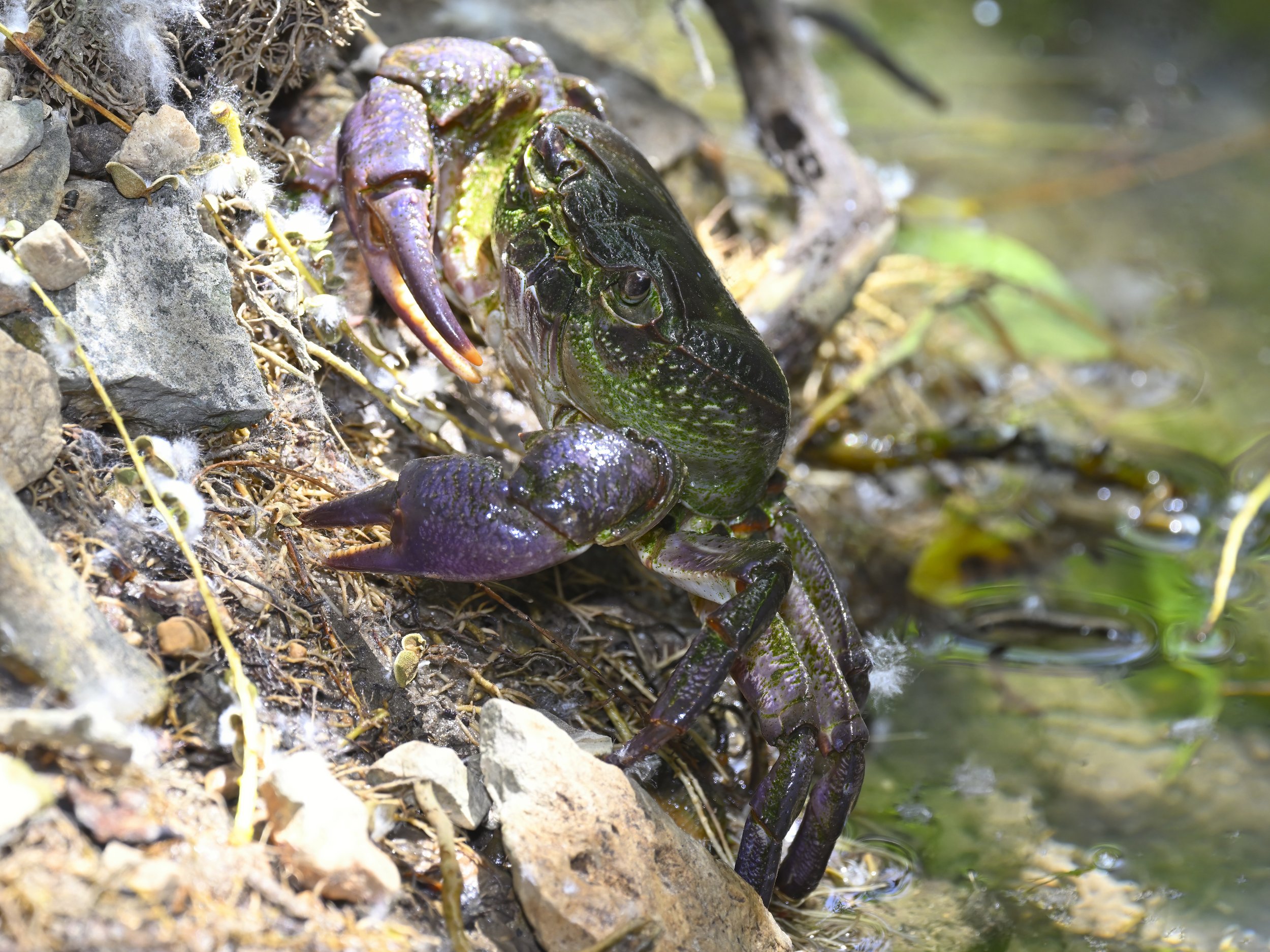 Levantine Freshwater Crab (Potamon potamios)