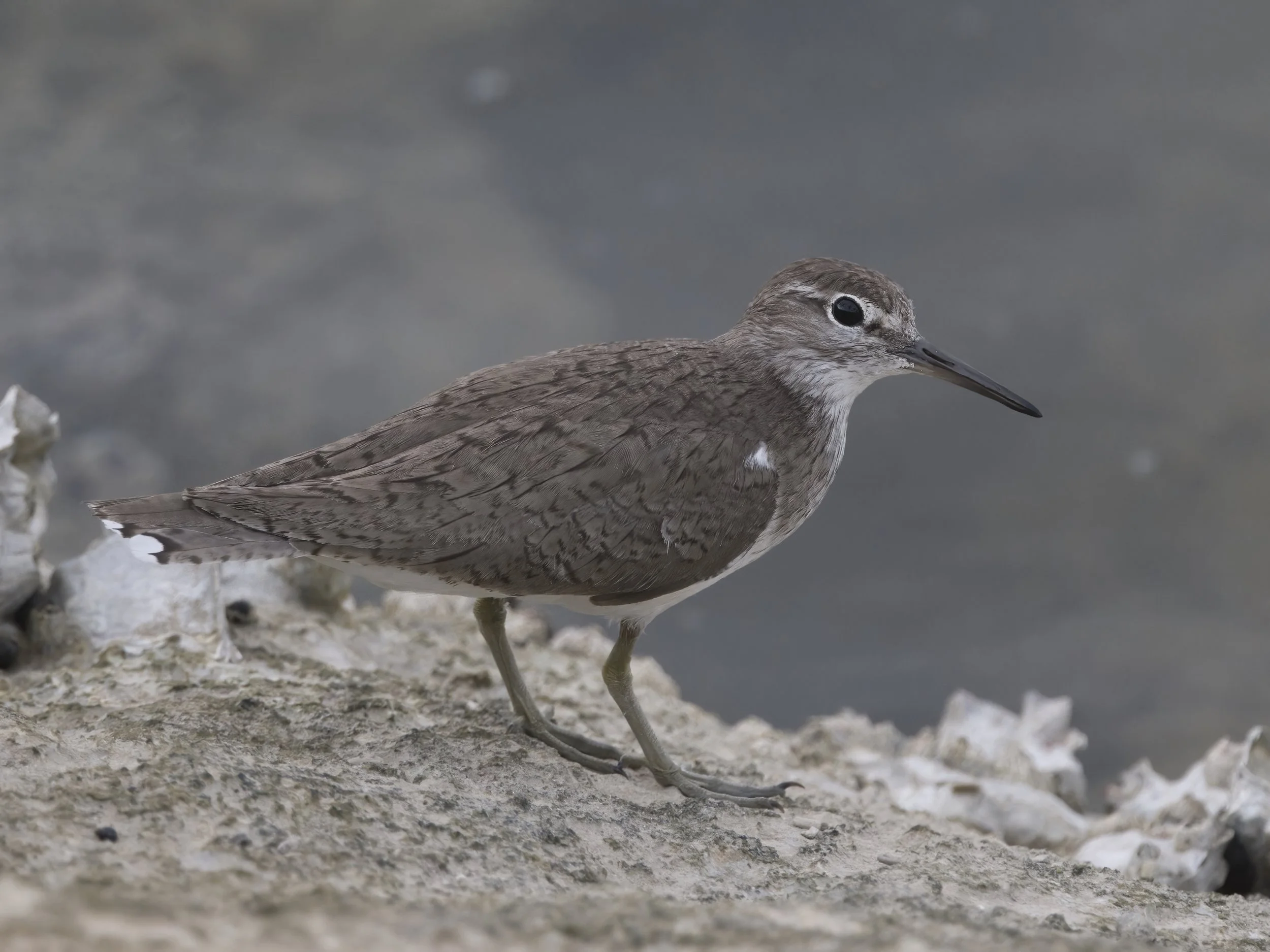 Common Sandpiper (Actitis hypoleucos)