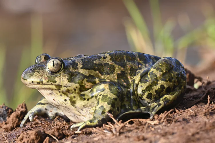 Syrian Spadefoot, Lebanon