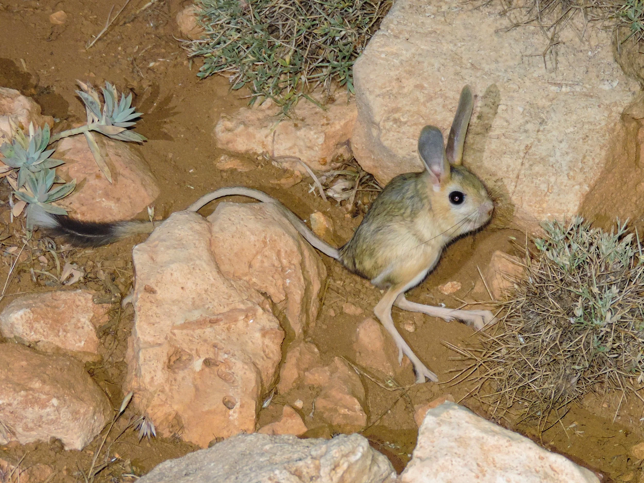 Euphrates Jerboa By: Rami Khashab