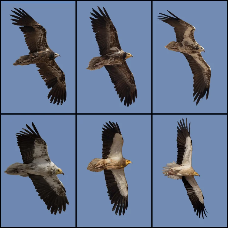 Six Egyptian vultures in flight, from a dark brown juvenile to a white adult