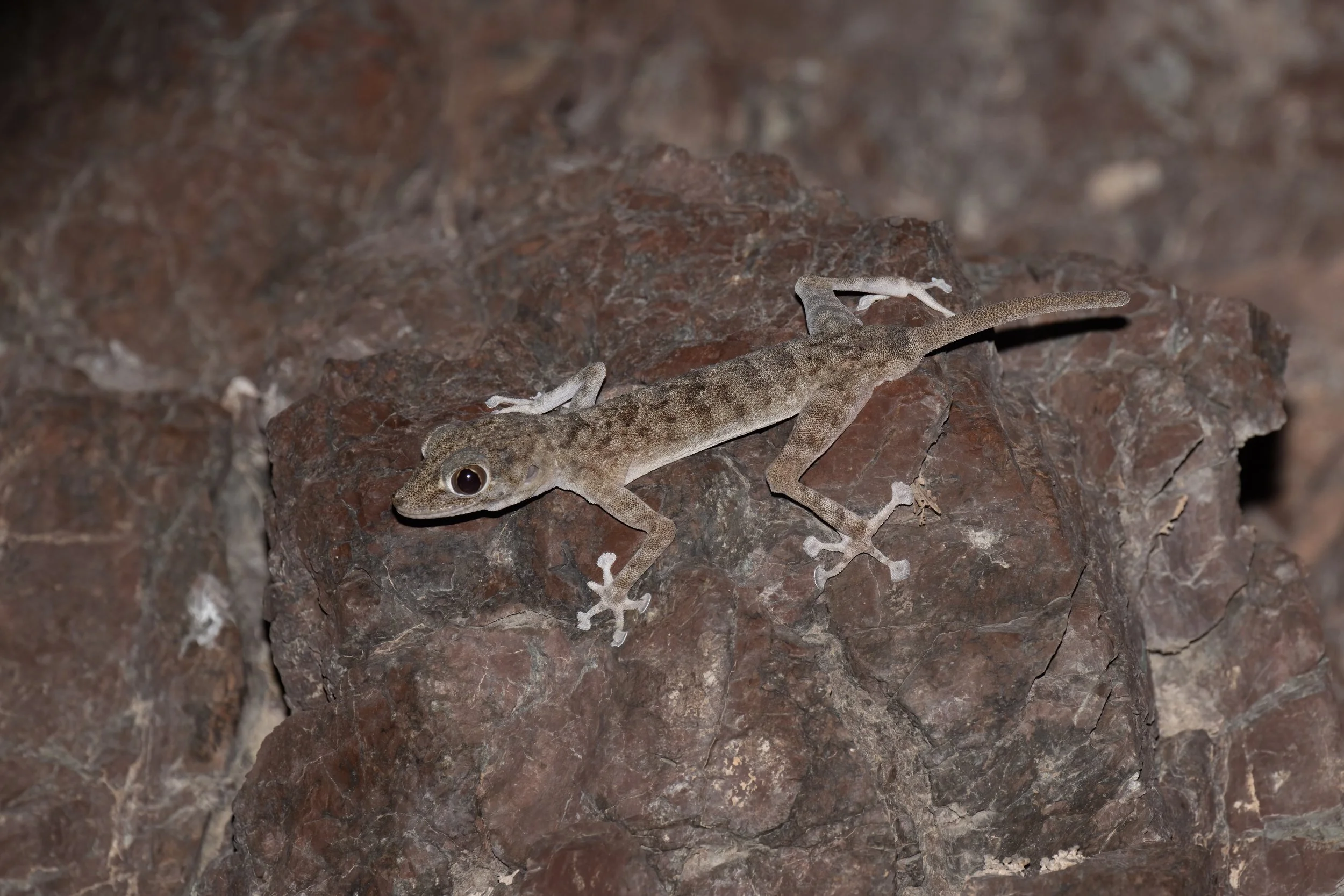 Orlov’s Fan-footed Gecko_Z091446.jpeg