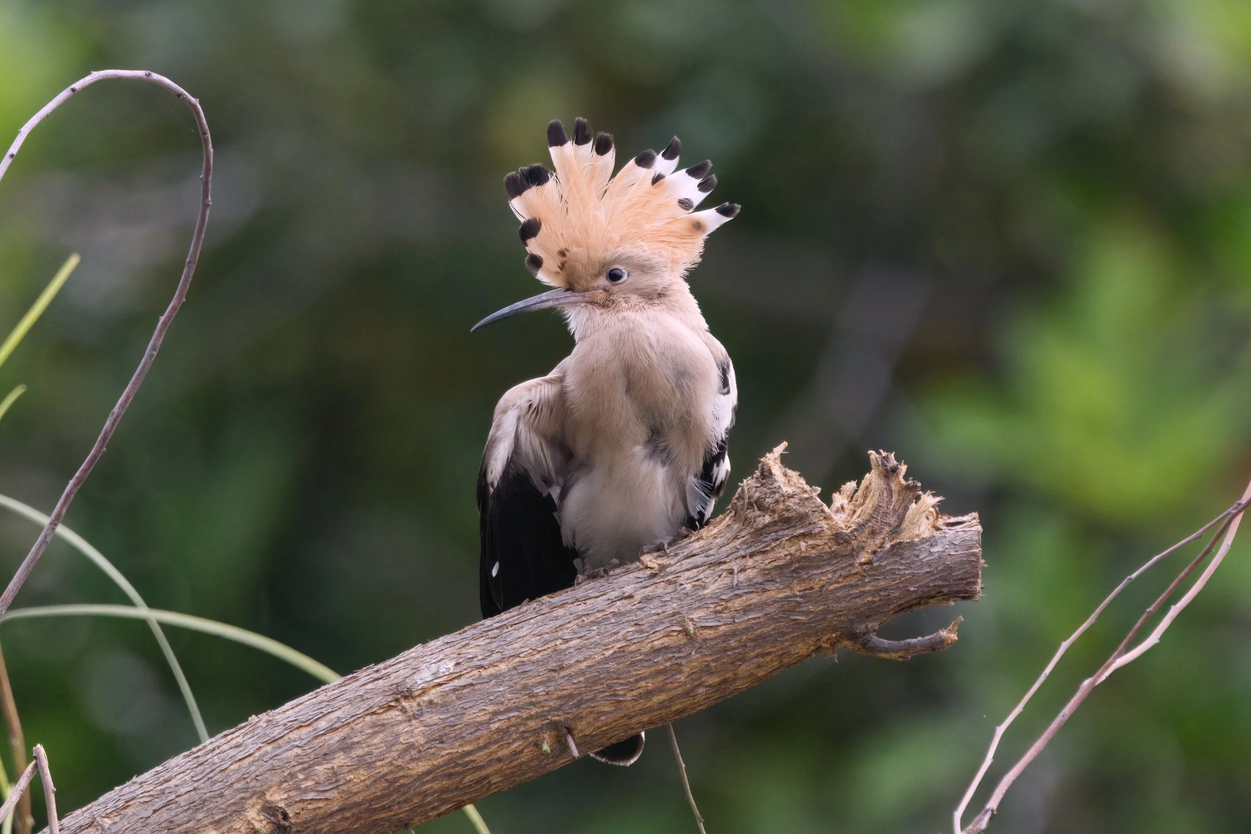 Eurasian Hoopoe (هدهد أوراسي)