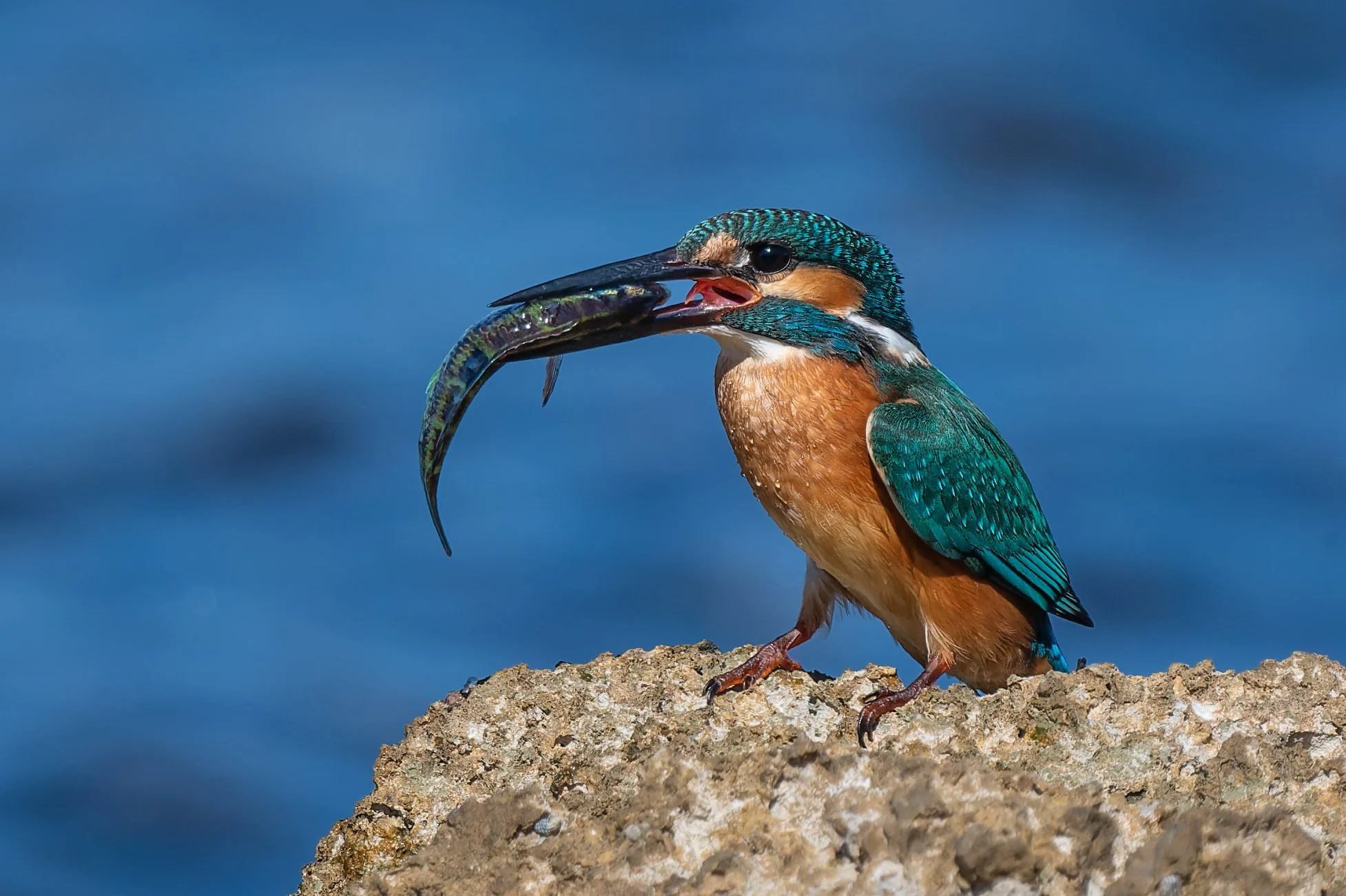 Common Kingfisher - Lebanon Wildlife