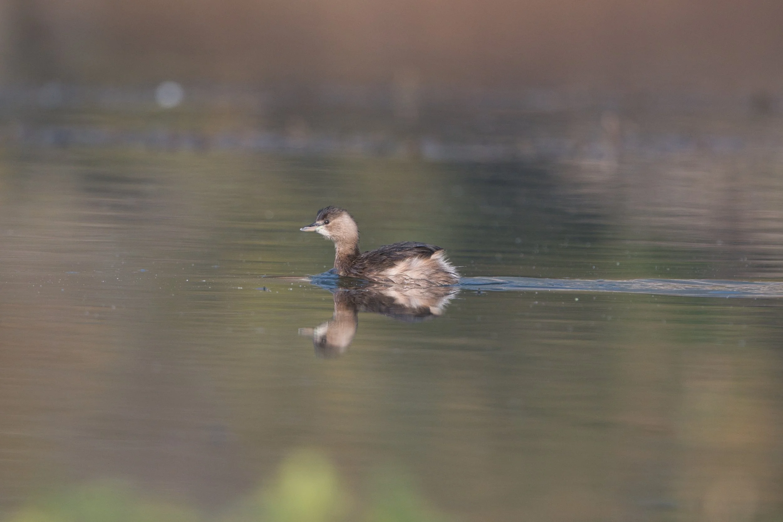 Little Grebe D52_7632.jpeg