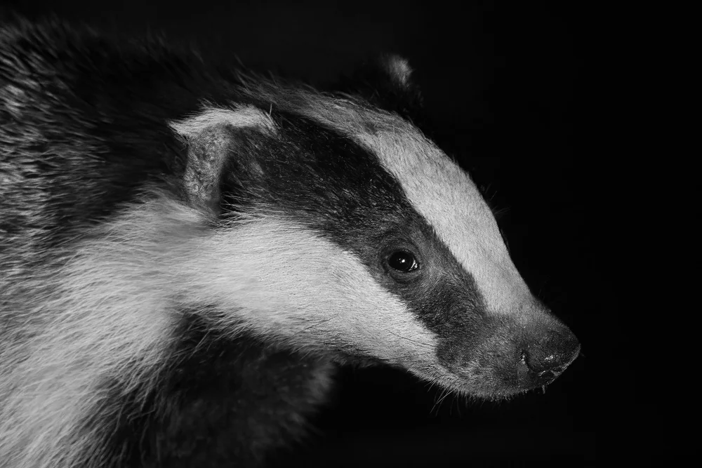 European Badger (Meles meles)
