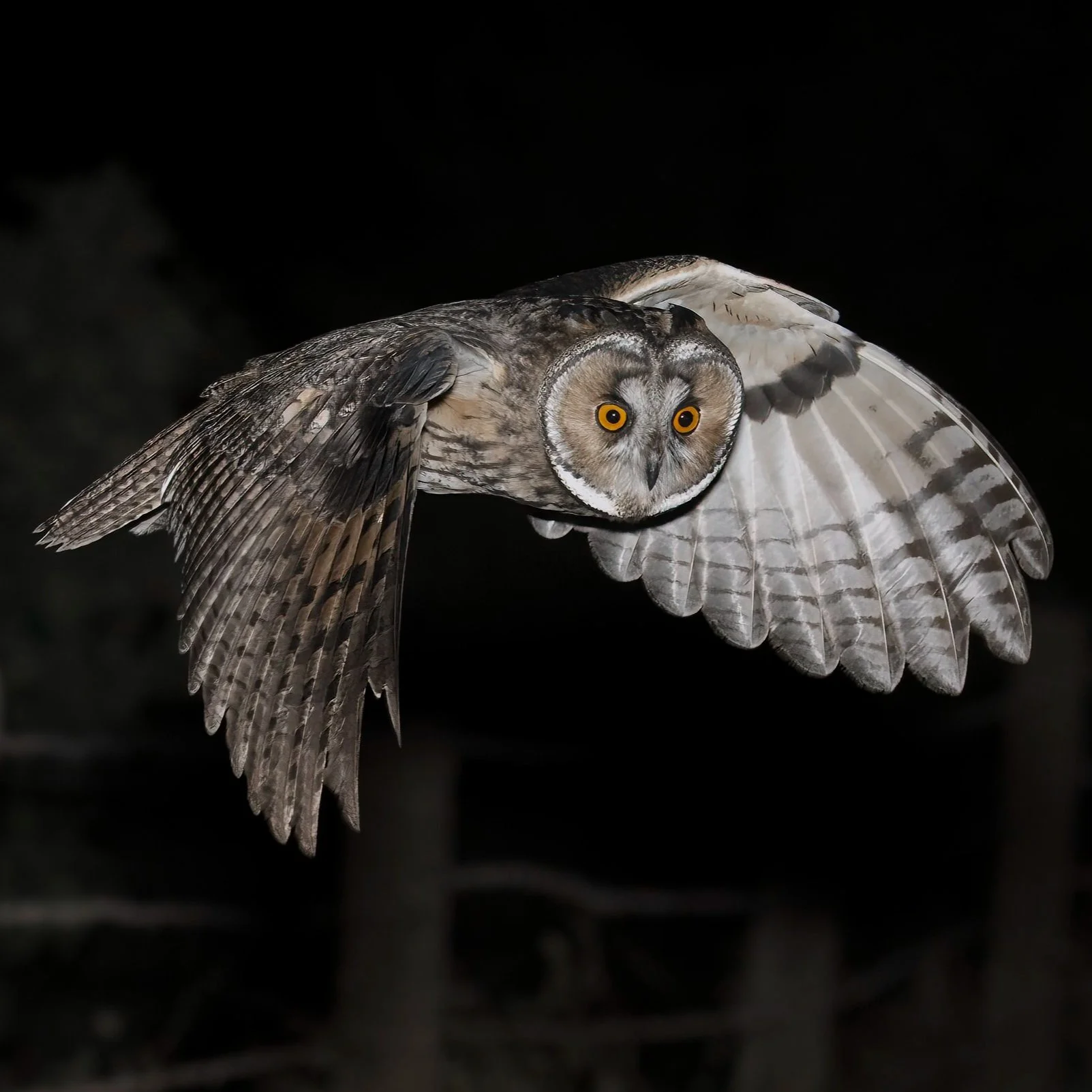 Long-eared Owl (Asio otus)