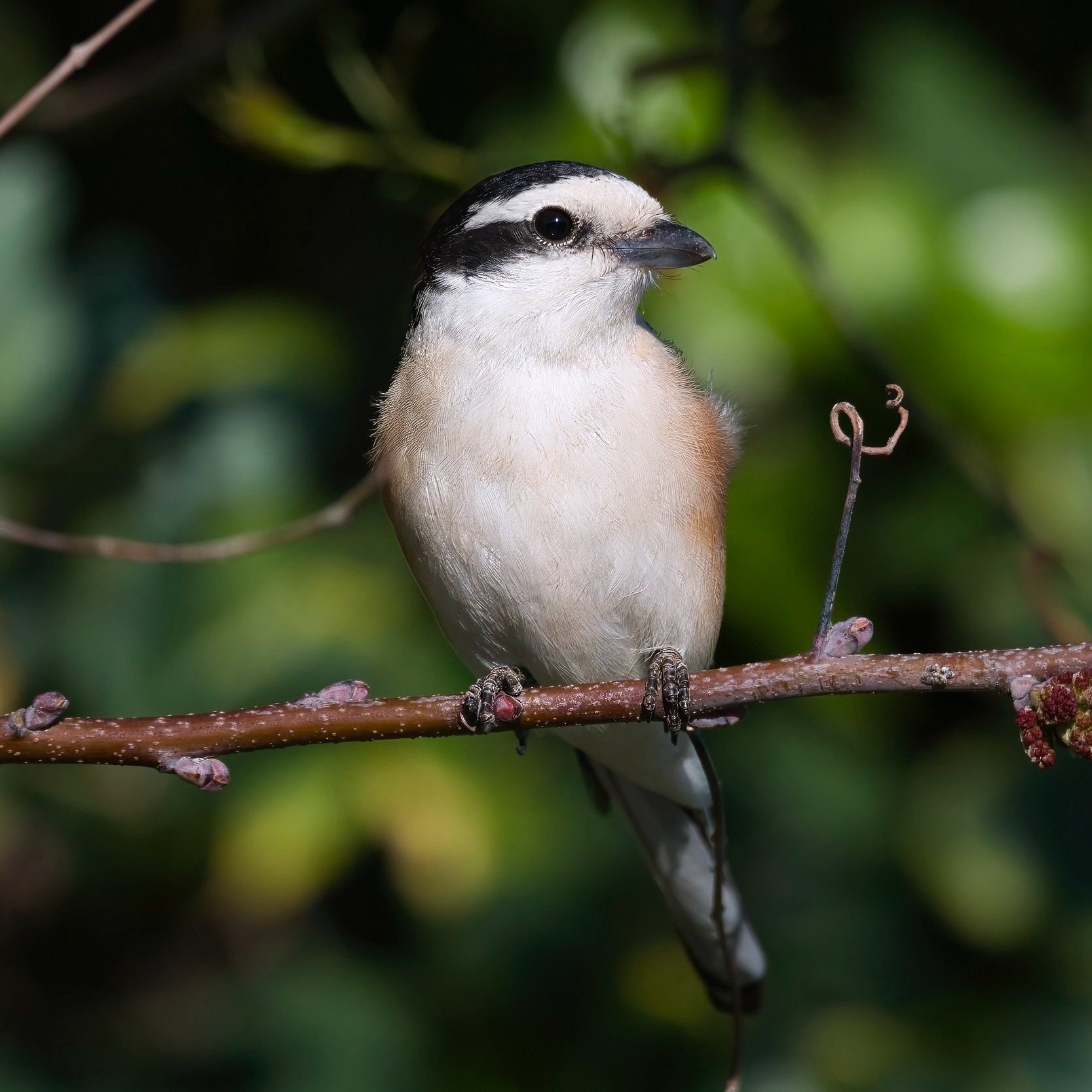 Masked Shrike \ Lanius nubicus