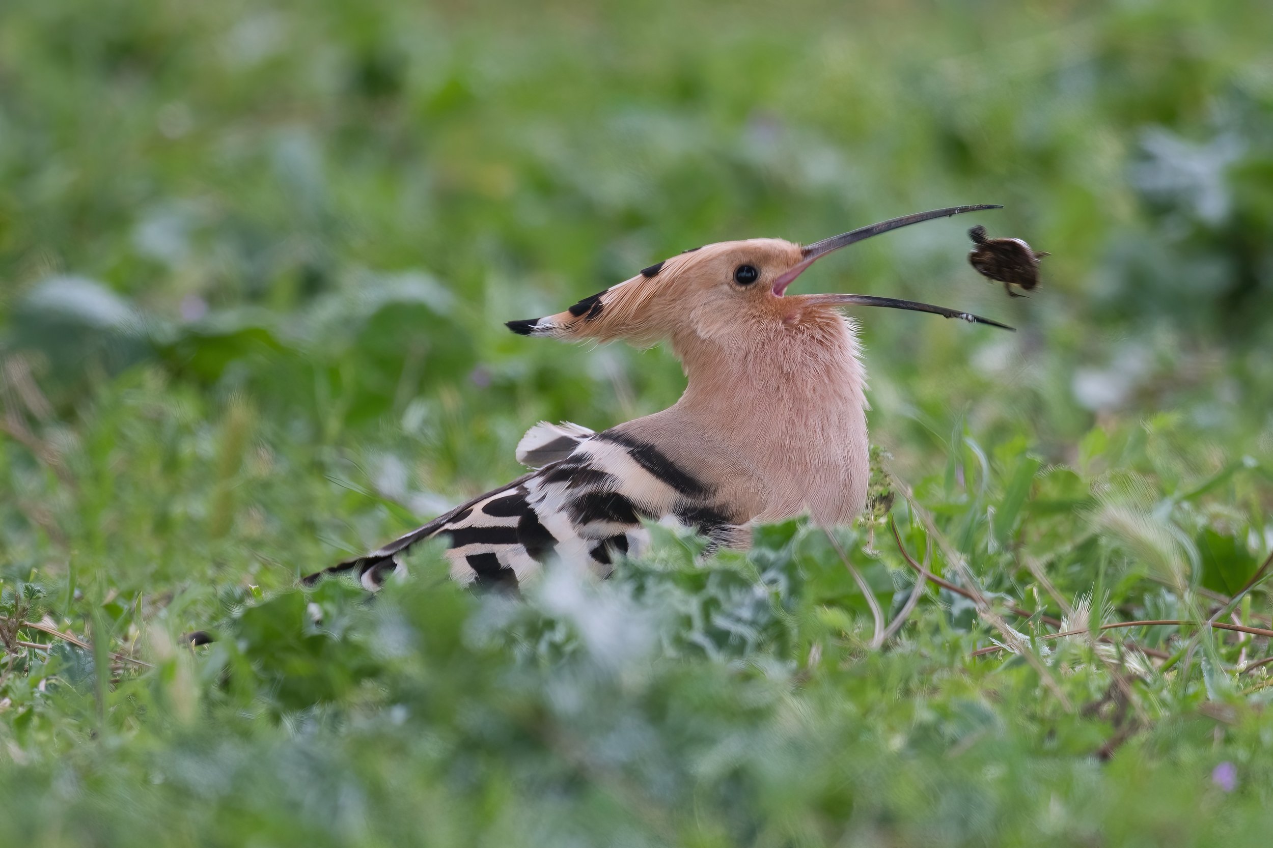 Birds of Lebanon