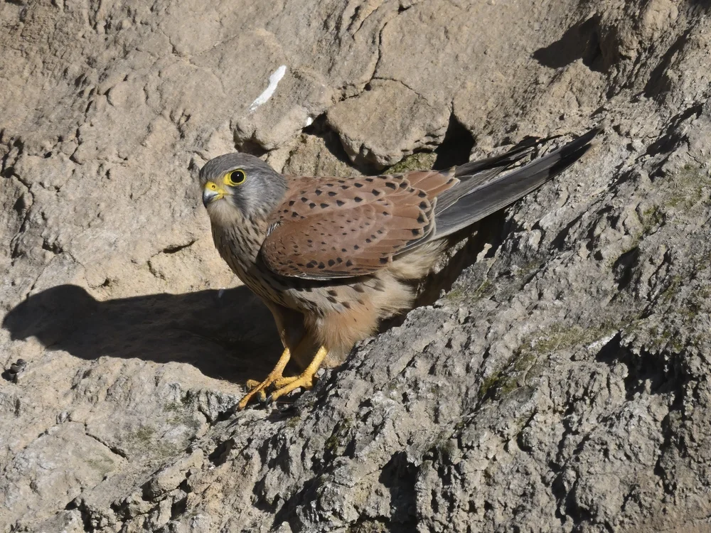 Male Kestrel