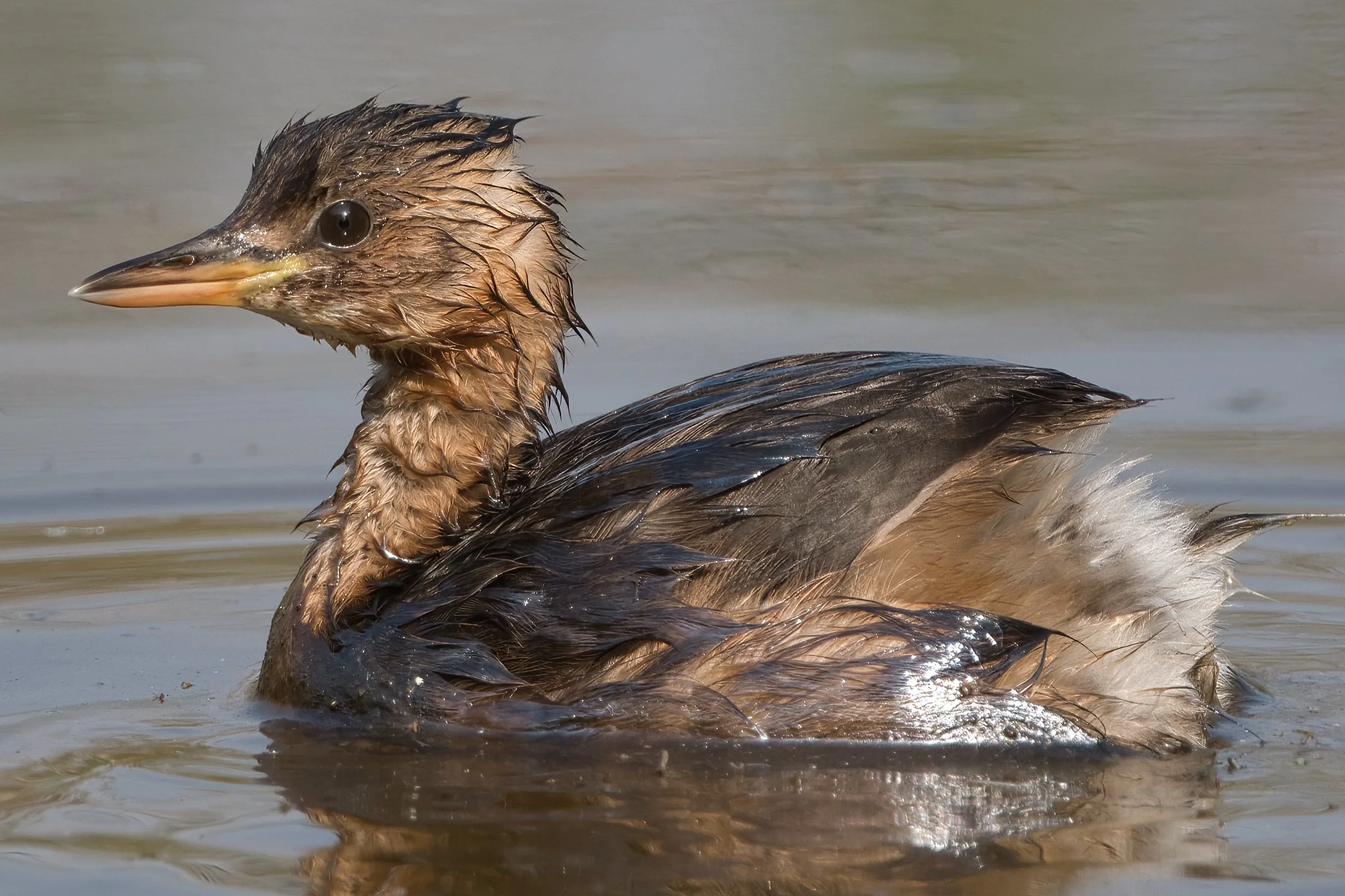 Little Grebe D52_7654.jpeg