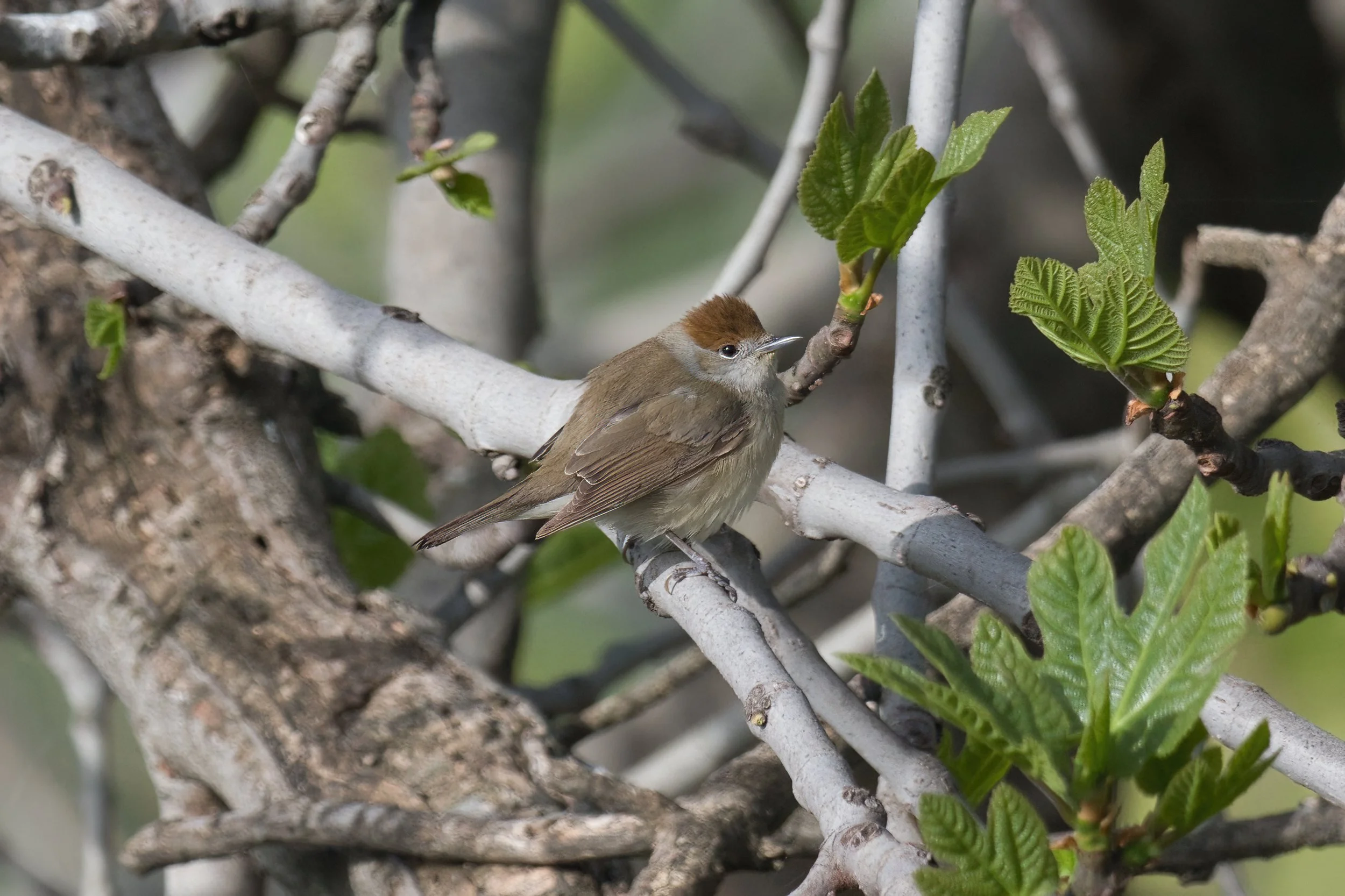 A small brown bird perched on a branch with green leaves, surrounded by a network of light-colored twigs and branches.