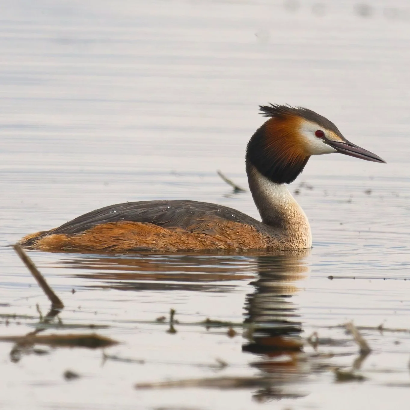 Great Crested Grebe (Podiceps cristatus)