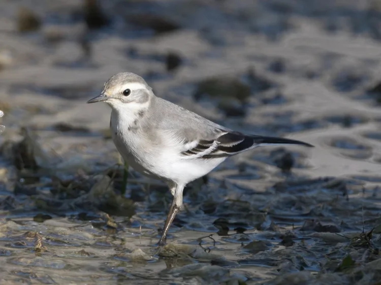 Citrine Wagtail, Lebanon