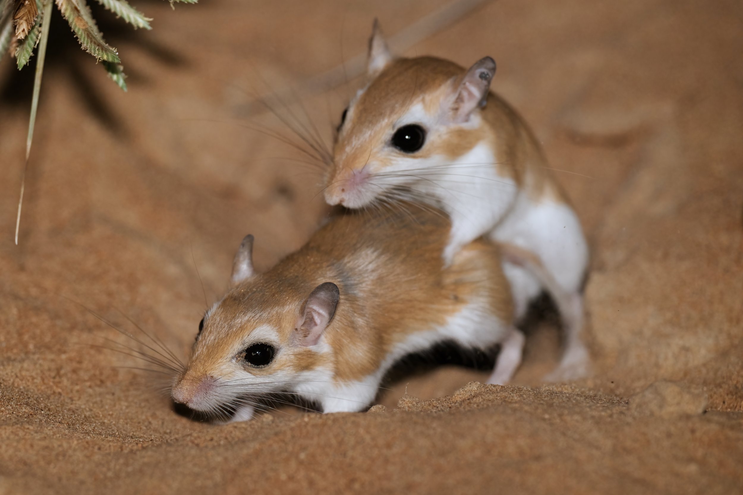 Two small, brown and white mice near a sandy surface, one mouse's head partially beneath the other, both appearing alert and curious.