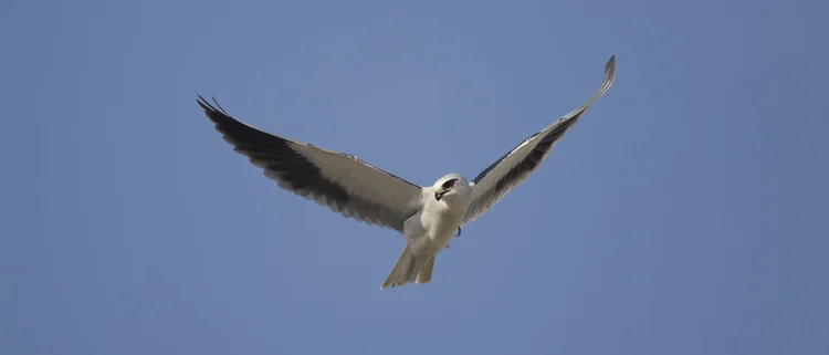 Black-winged Kite