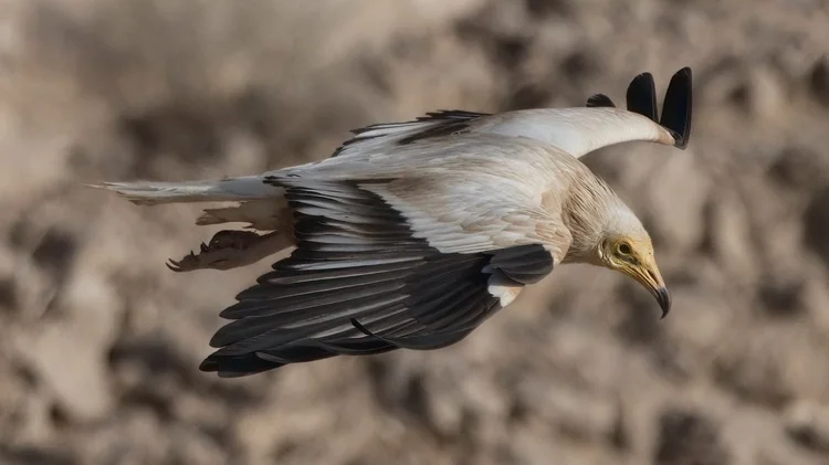 Egyptian Vulture