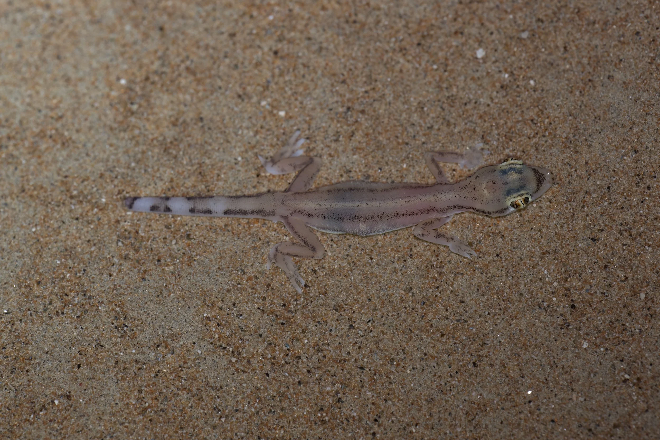 Arabian Web-footed Sand Gecko | وزغة الرمال العربية ذات الأقدام الغشائية | Trigonodactylus arabicus