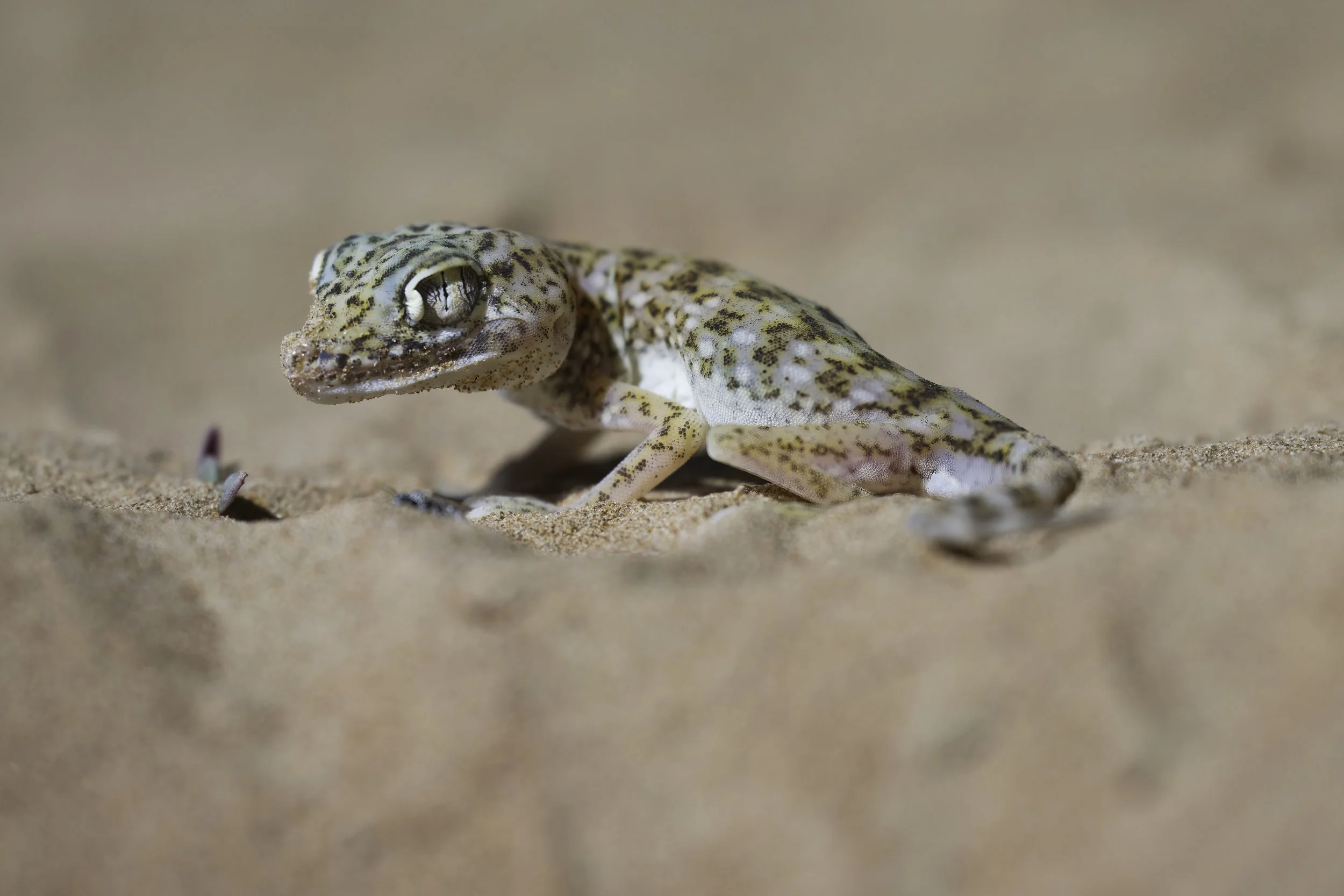 Eastern Sand Gecko (Stenodactylus leptocosymbotes)
