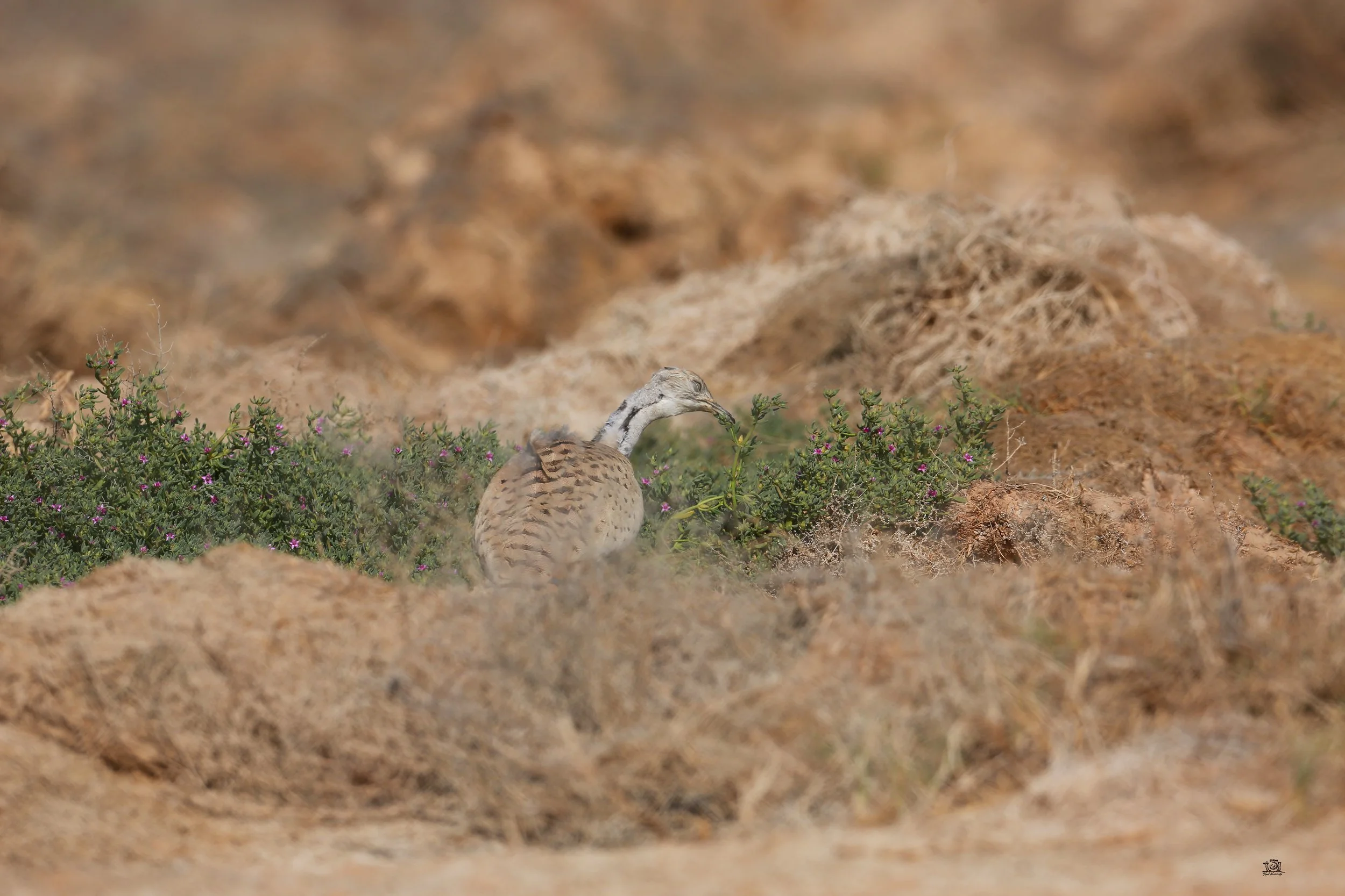 Photo Credit: Paul Kinnock - Semi-wild Houbara